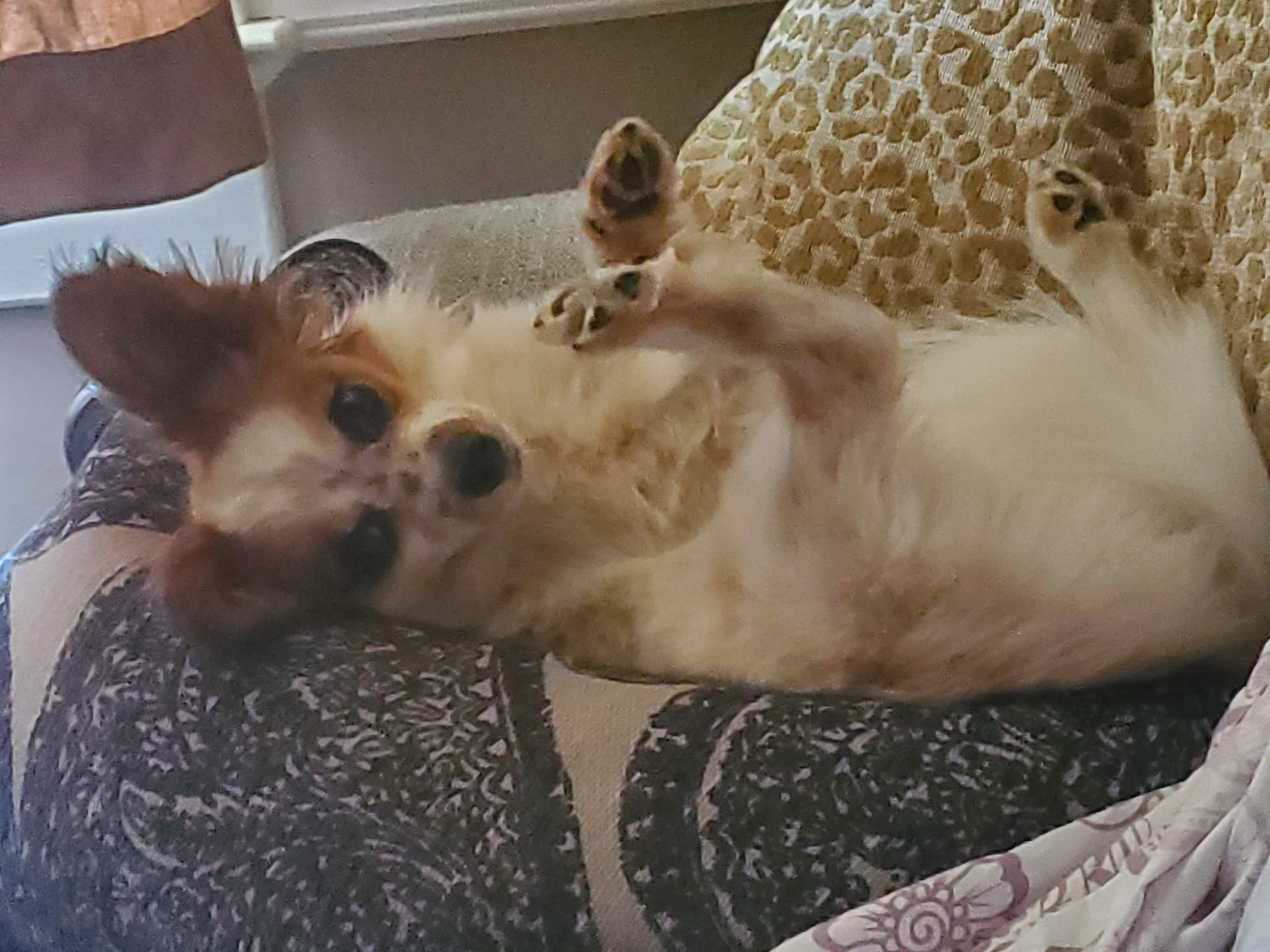 Yoda
