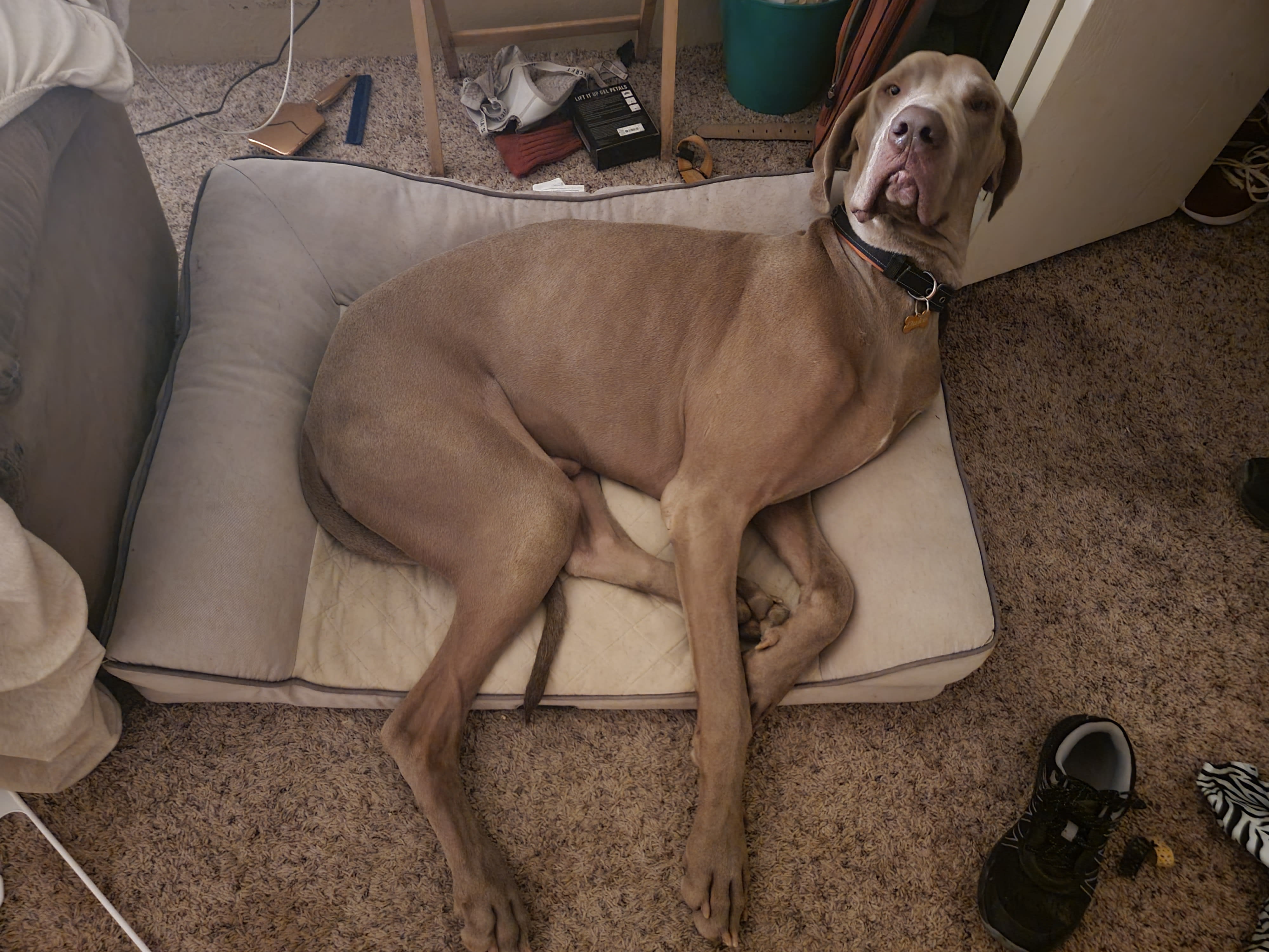 Duke