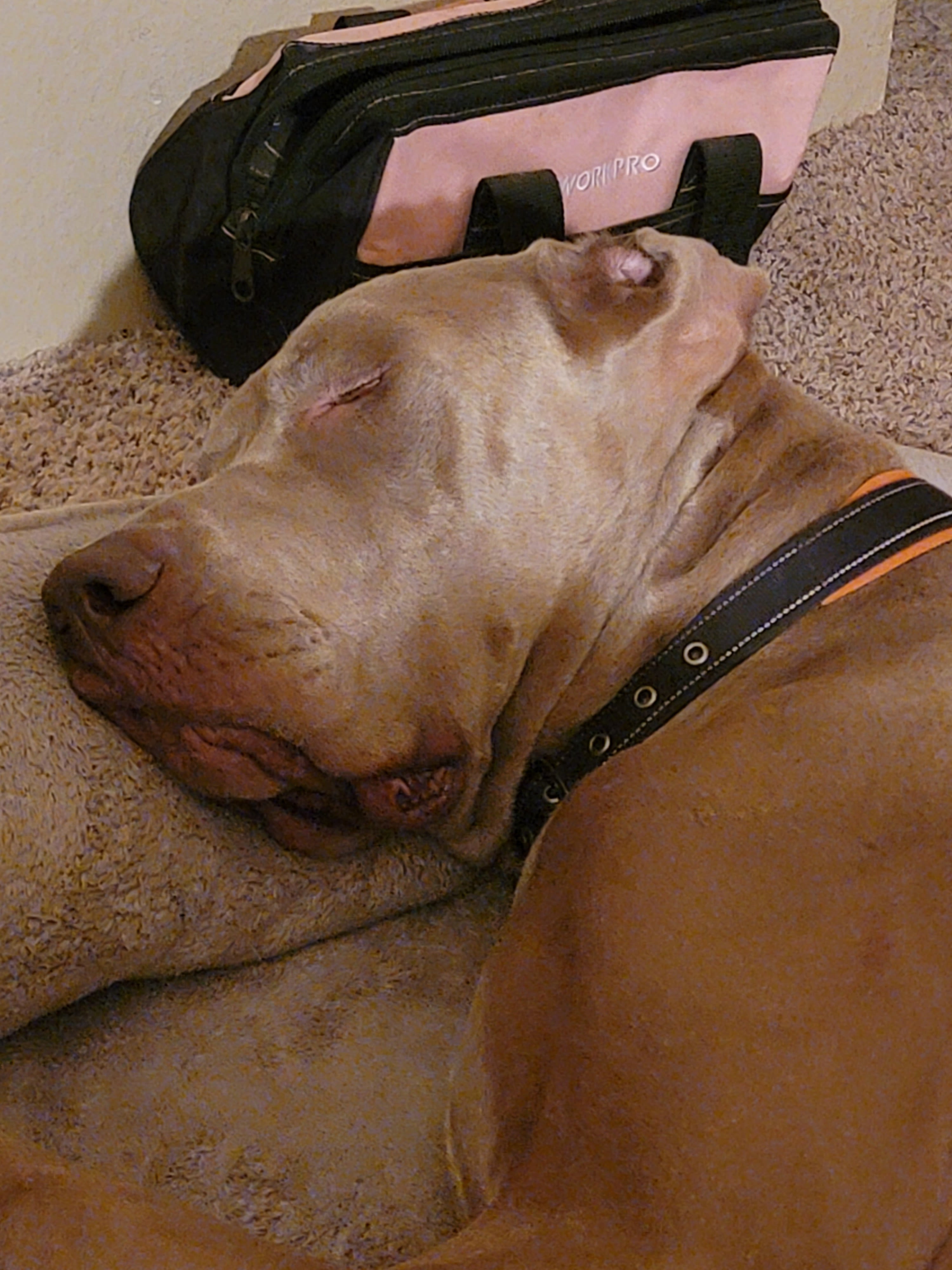 Duke