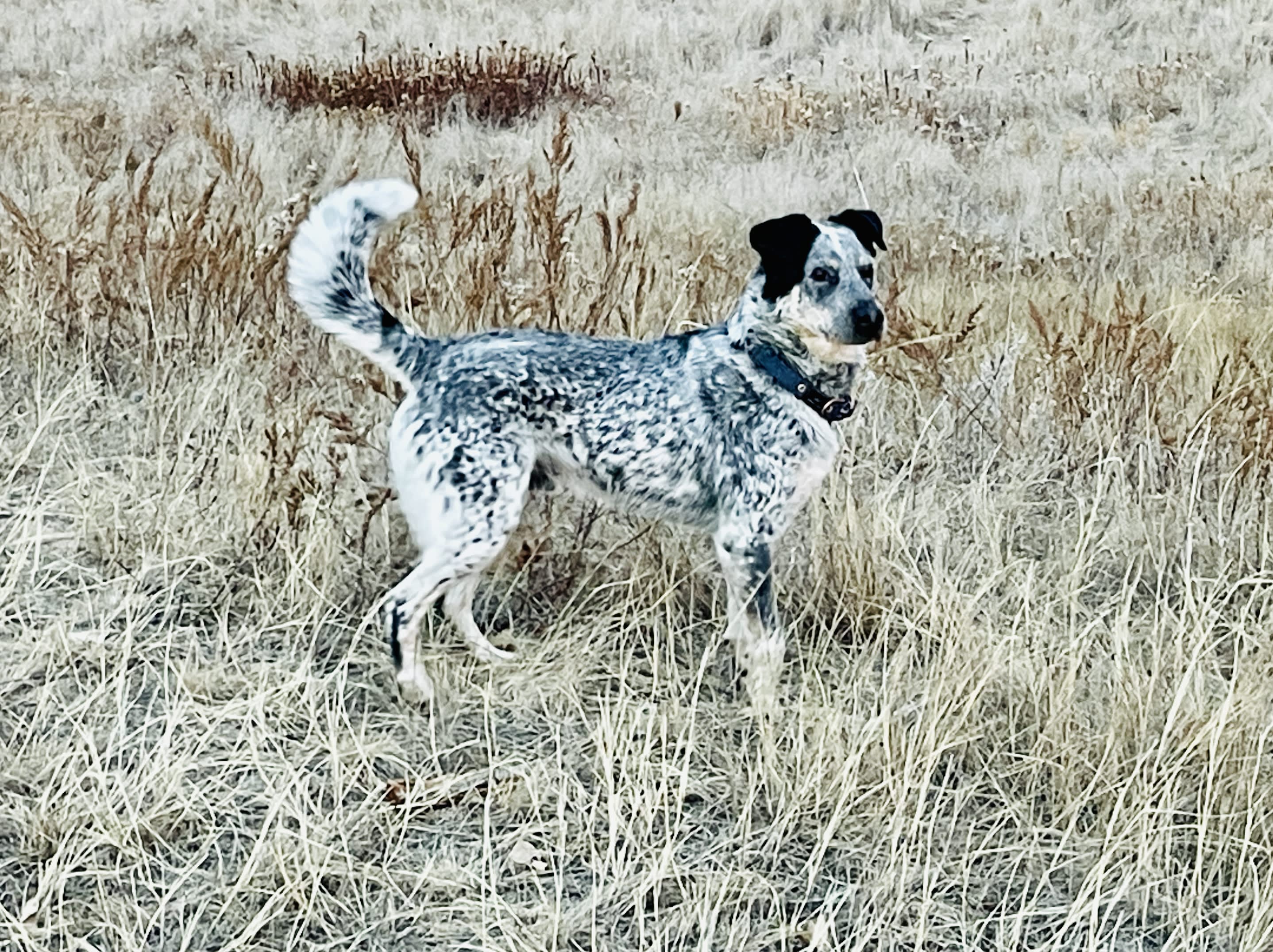 Jax