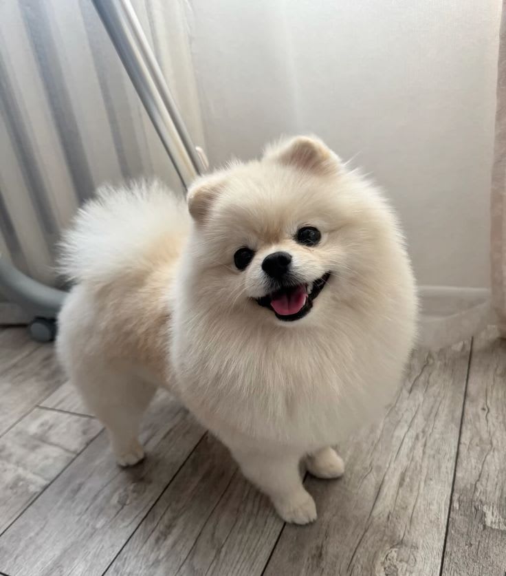 Astro