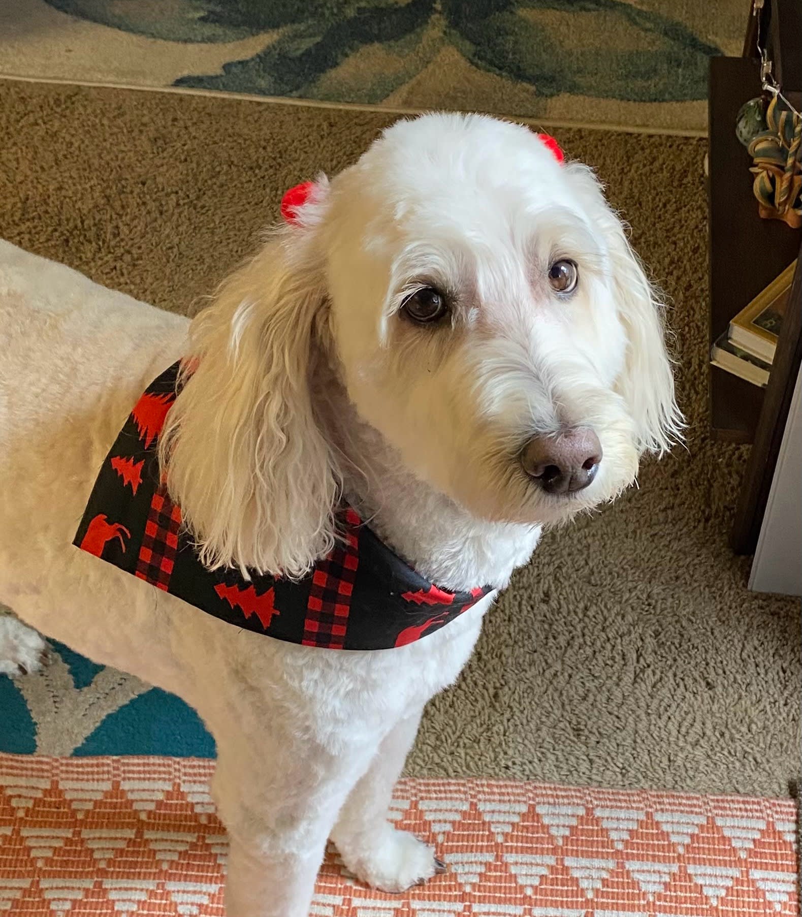 Miss Molly