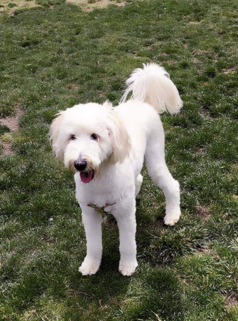 Miss Molly