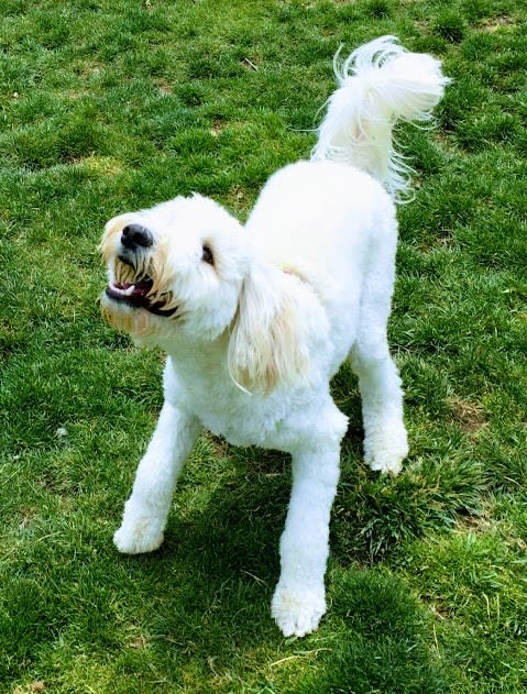 Miss Molly