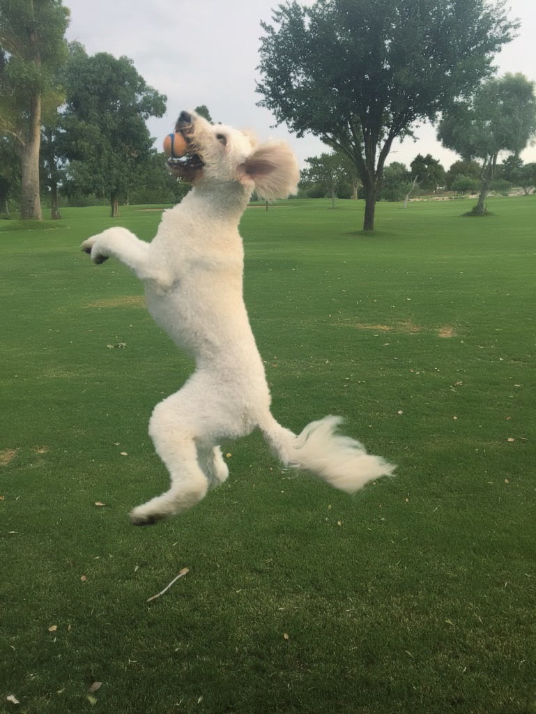 Miss Molly