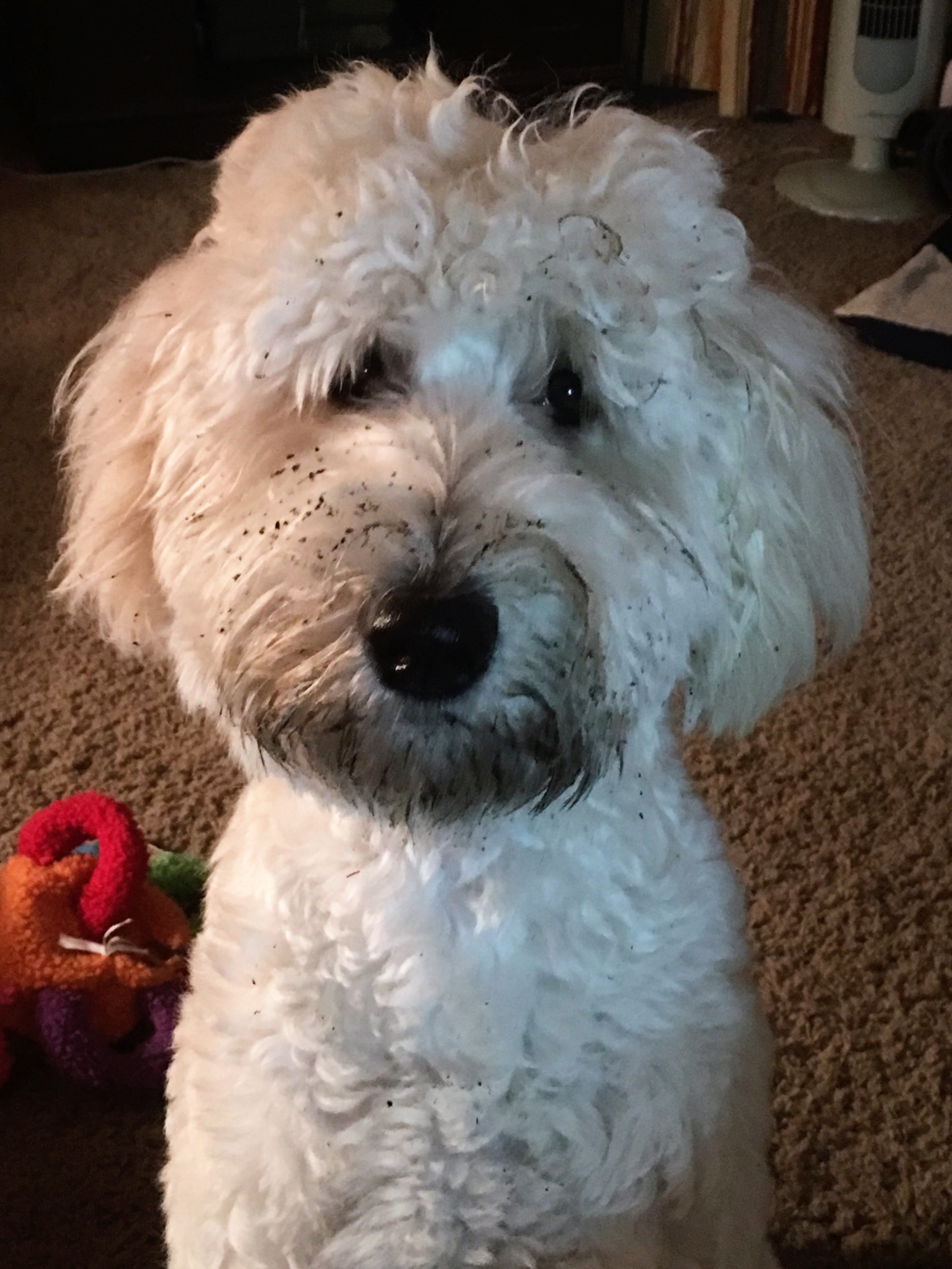 Miss Molly