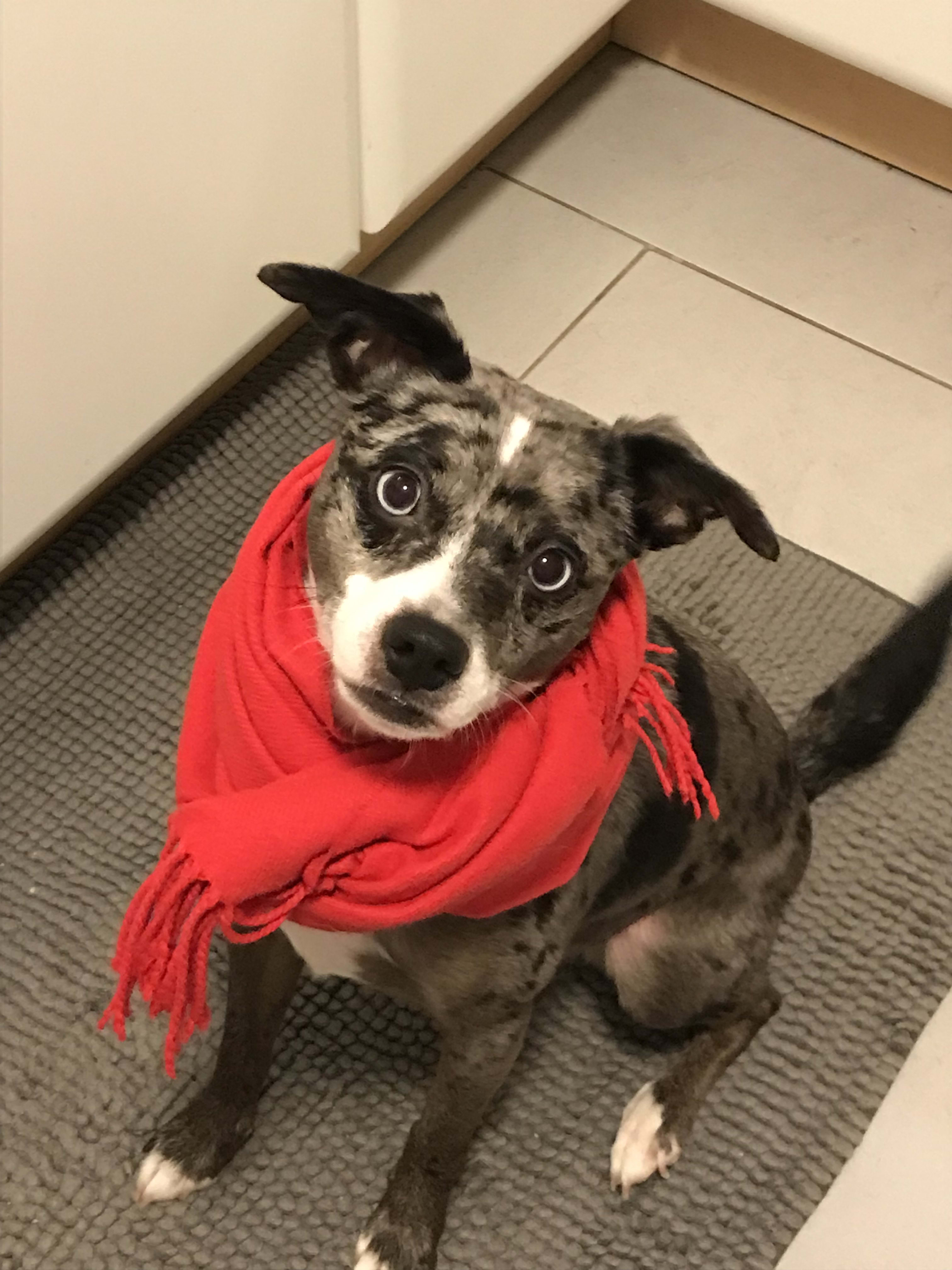 Pepper