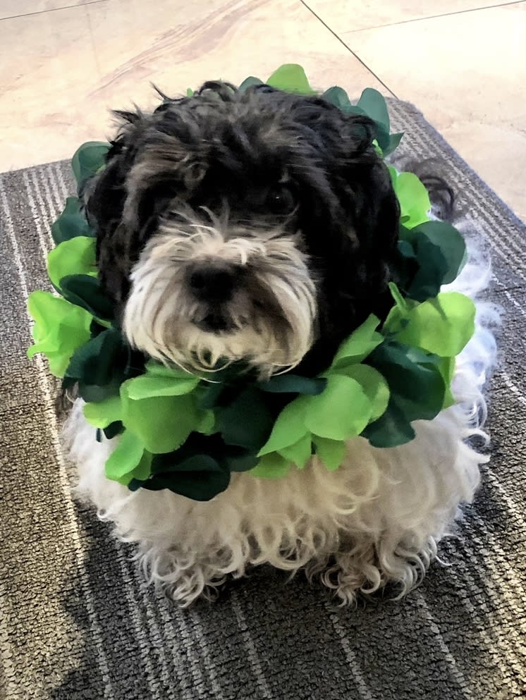 OSCAR
