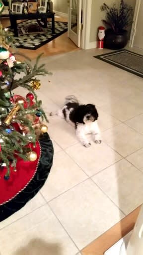OSCAR