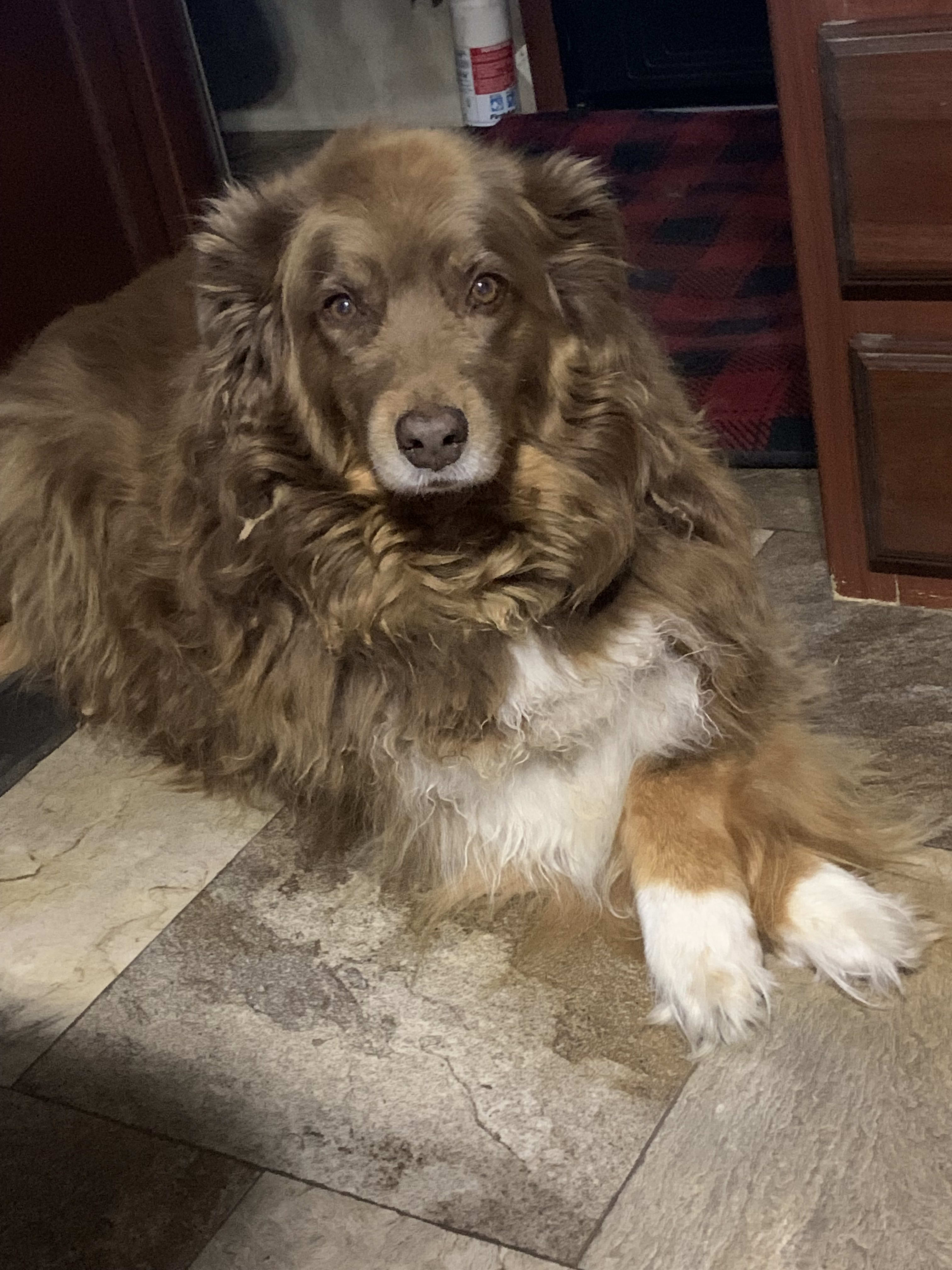 Nala