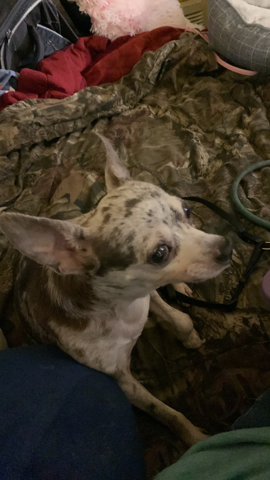 Chico