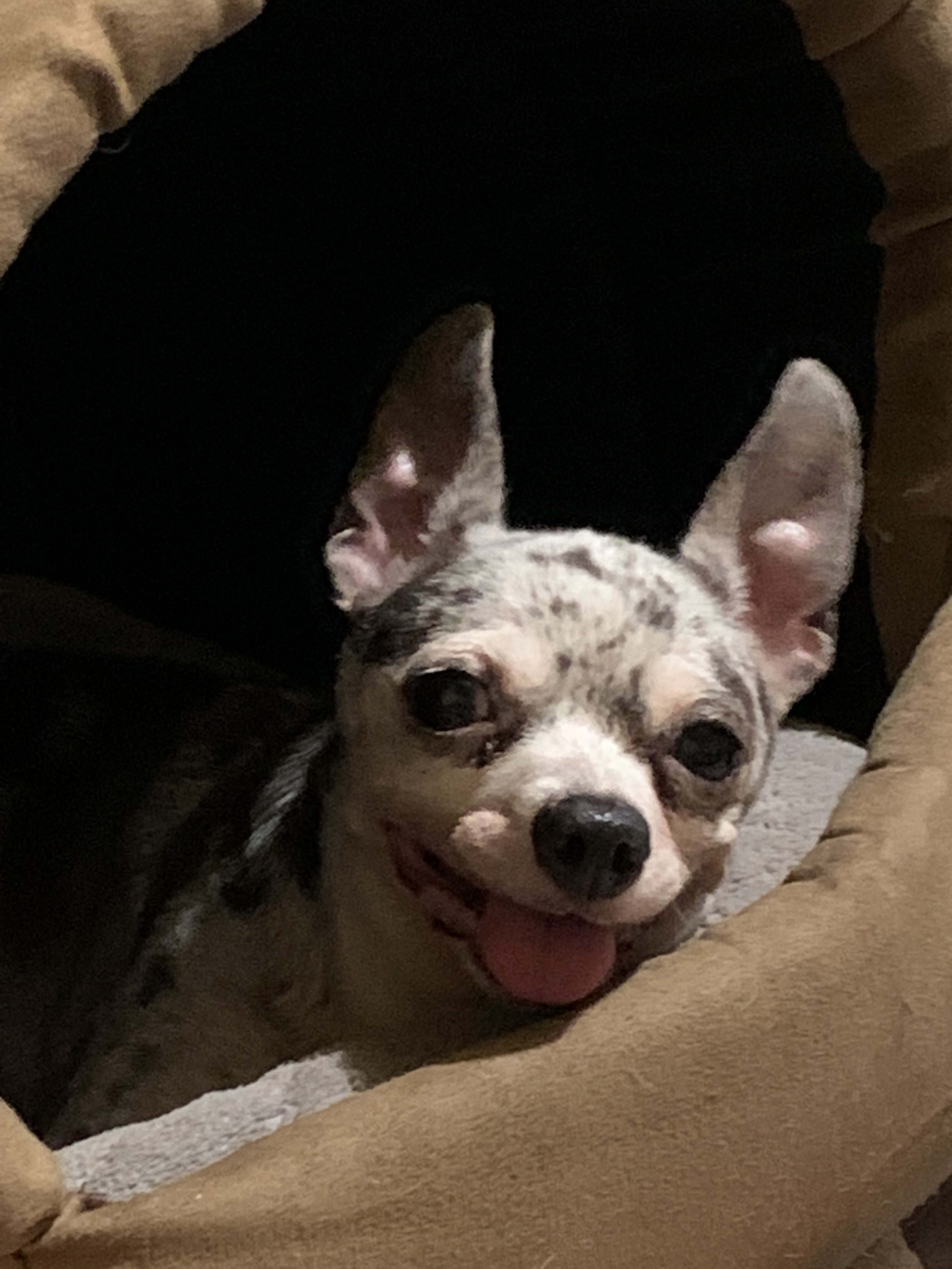 Chico