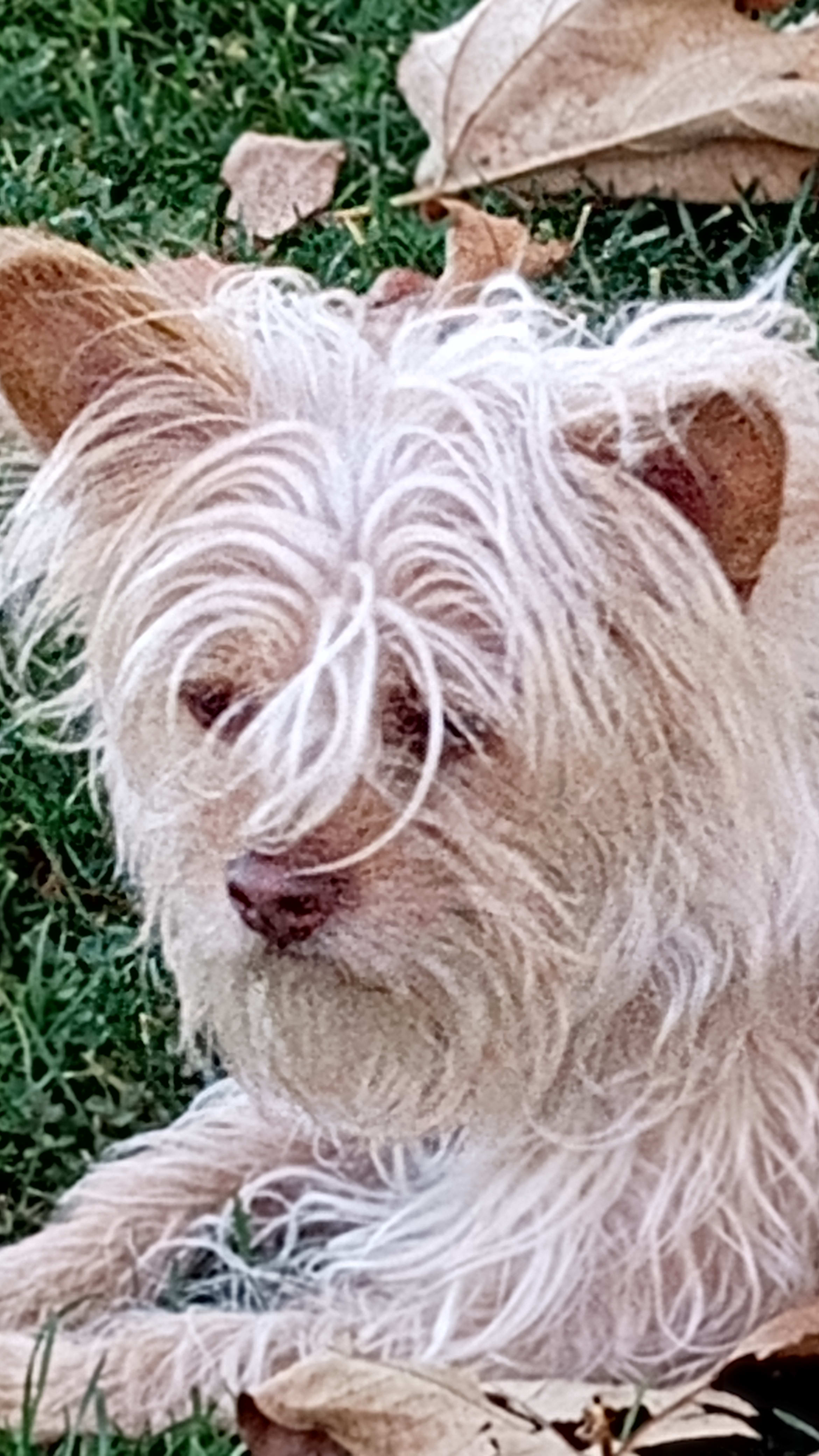 Olaf