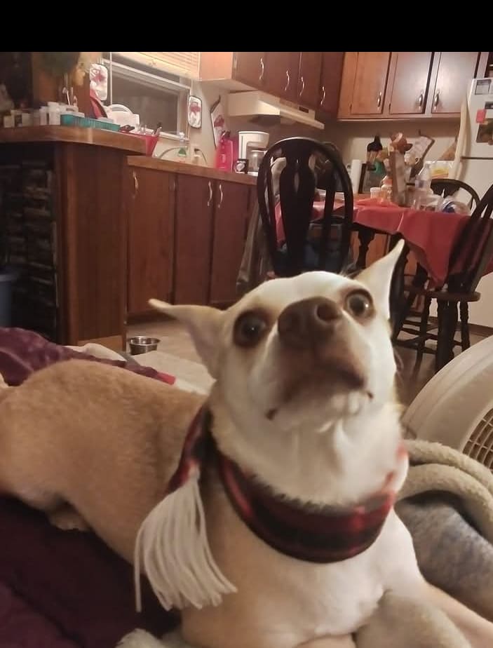 Baby dixie