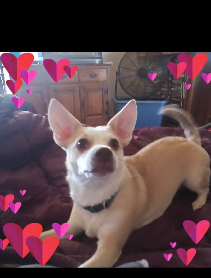 Baby dixie