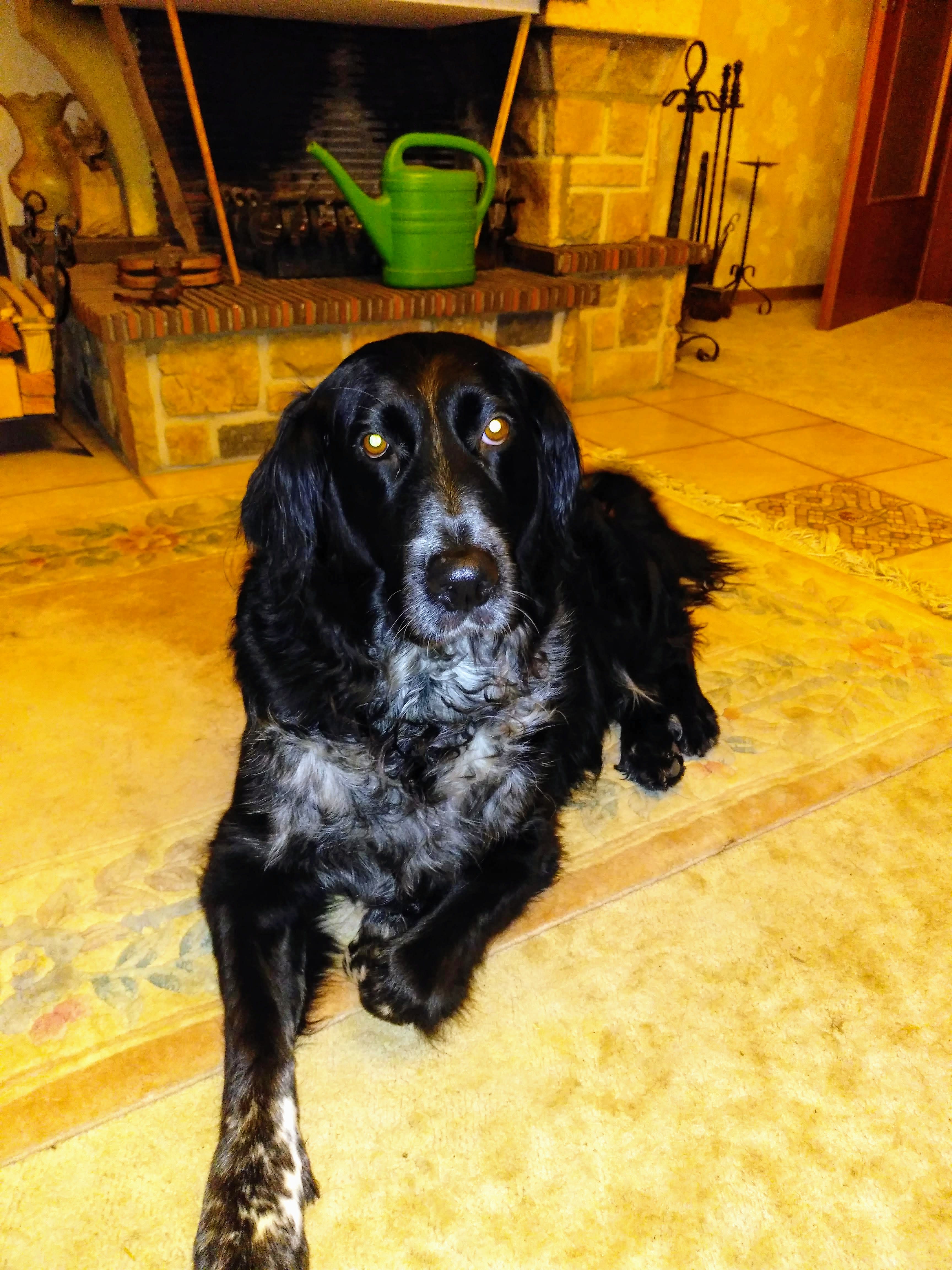 Ronja
