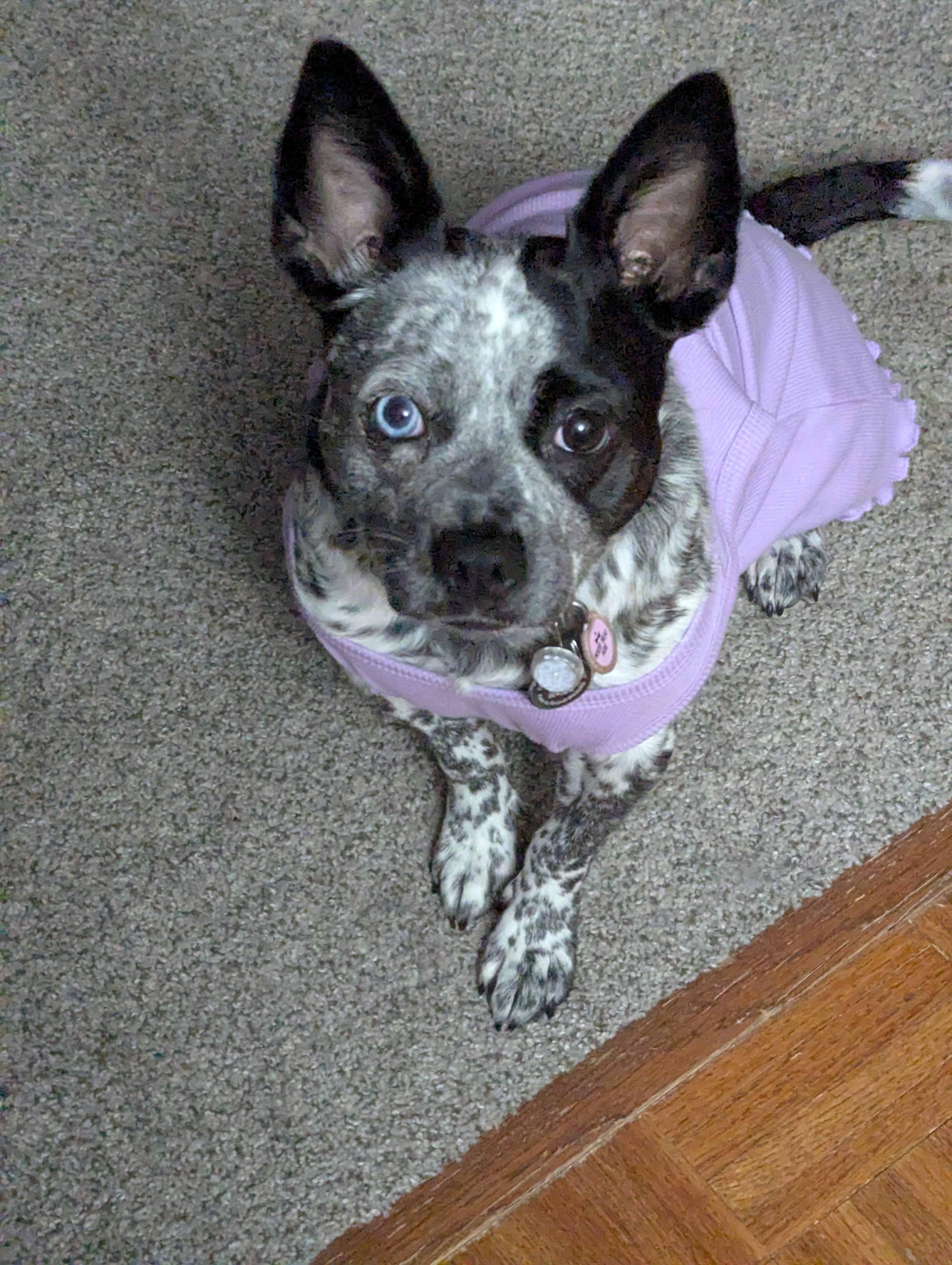 Trixie