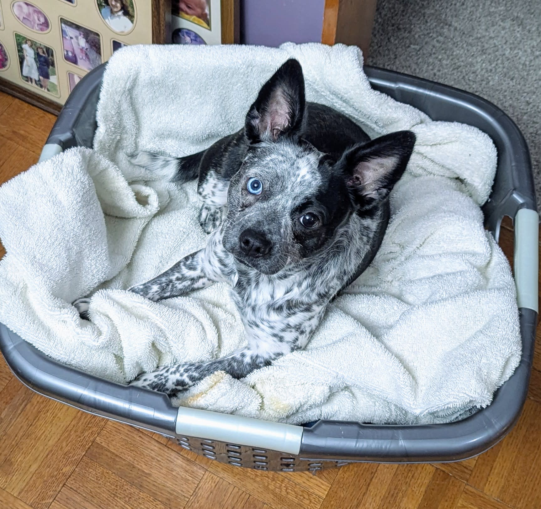 Trixie