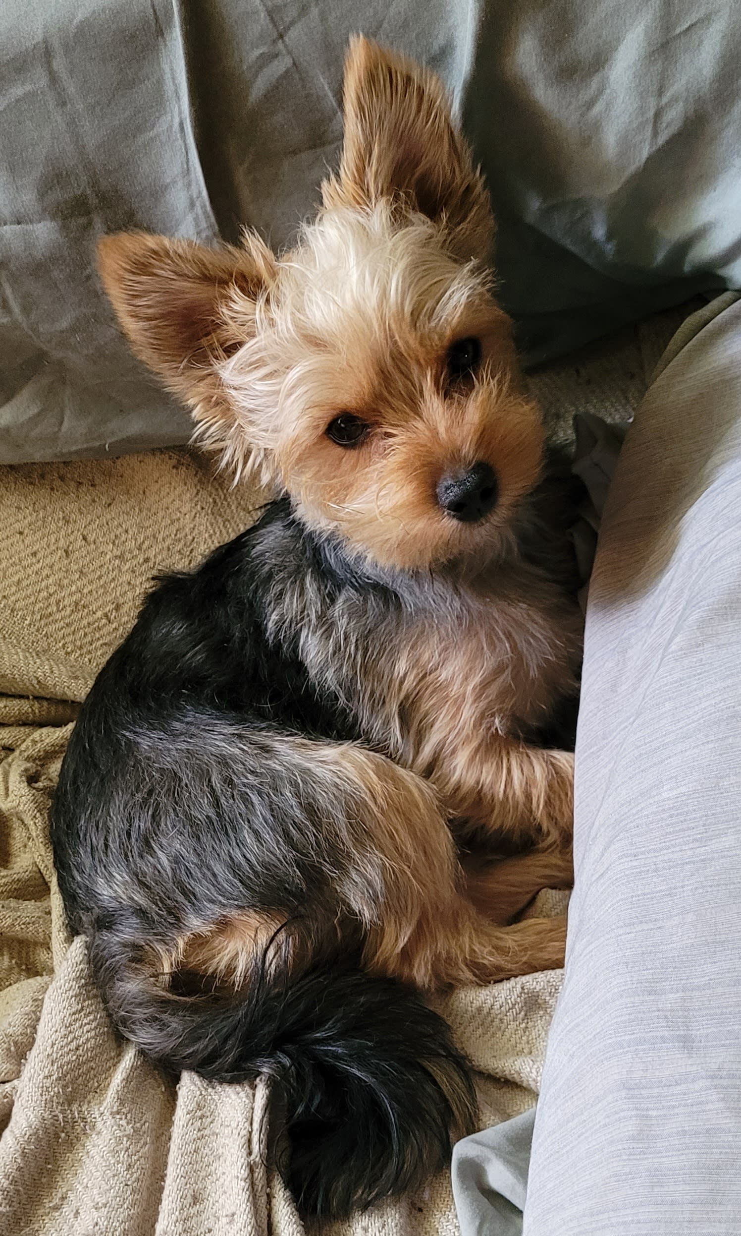 Bentley