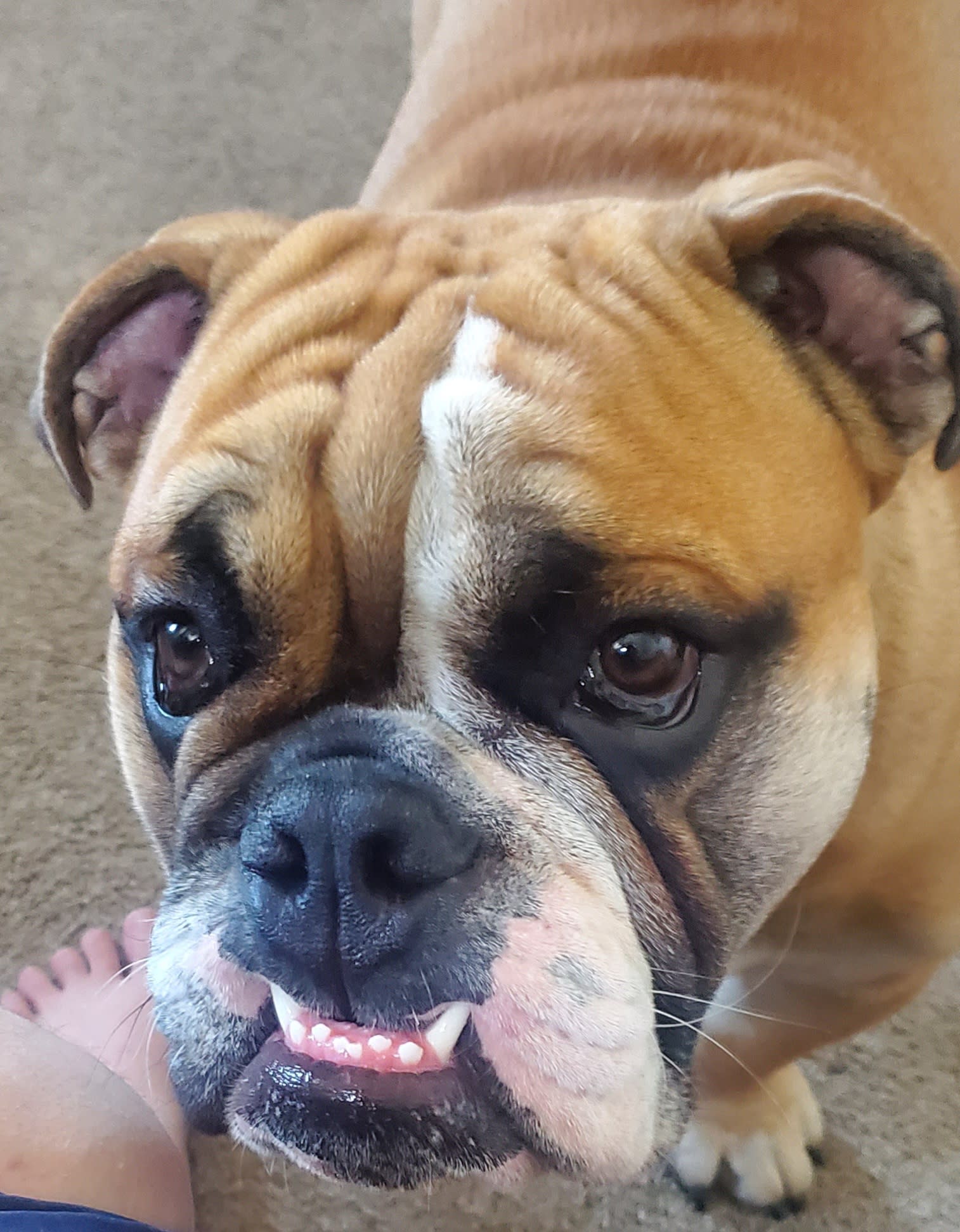 Odin - The Potato