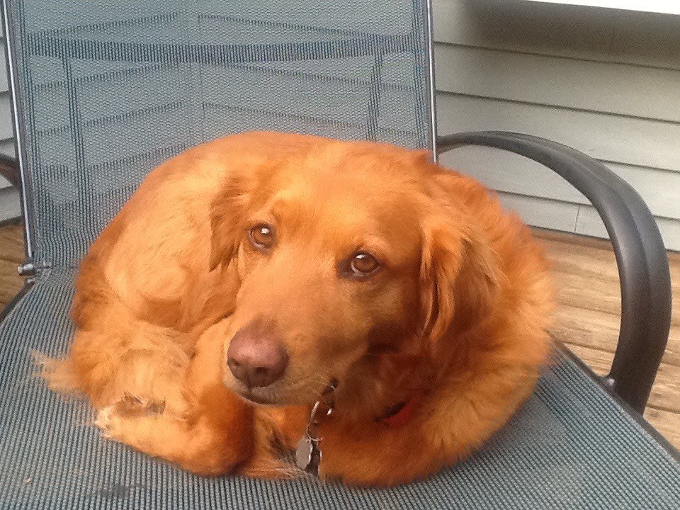 Ginger