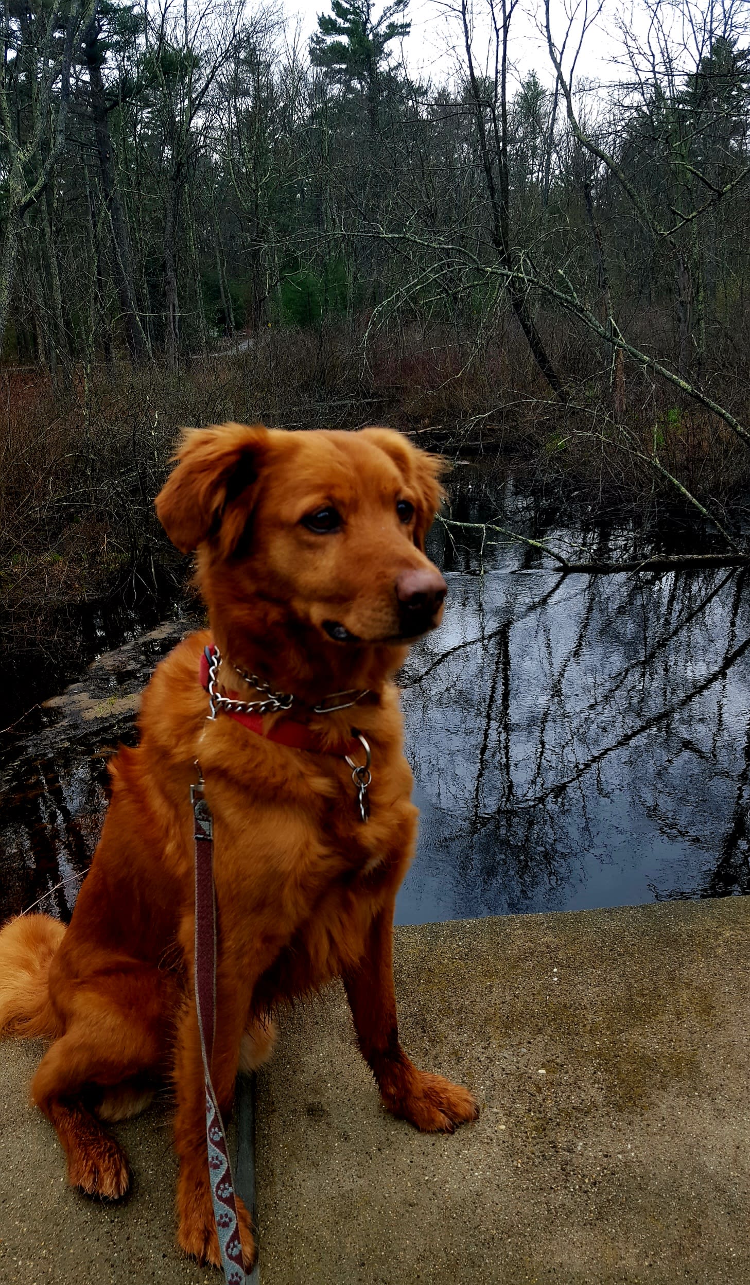 Ginger