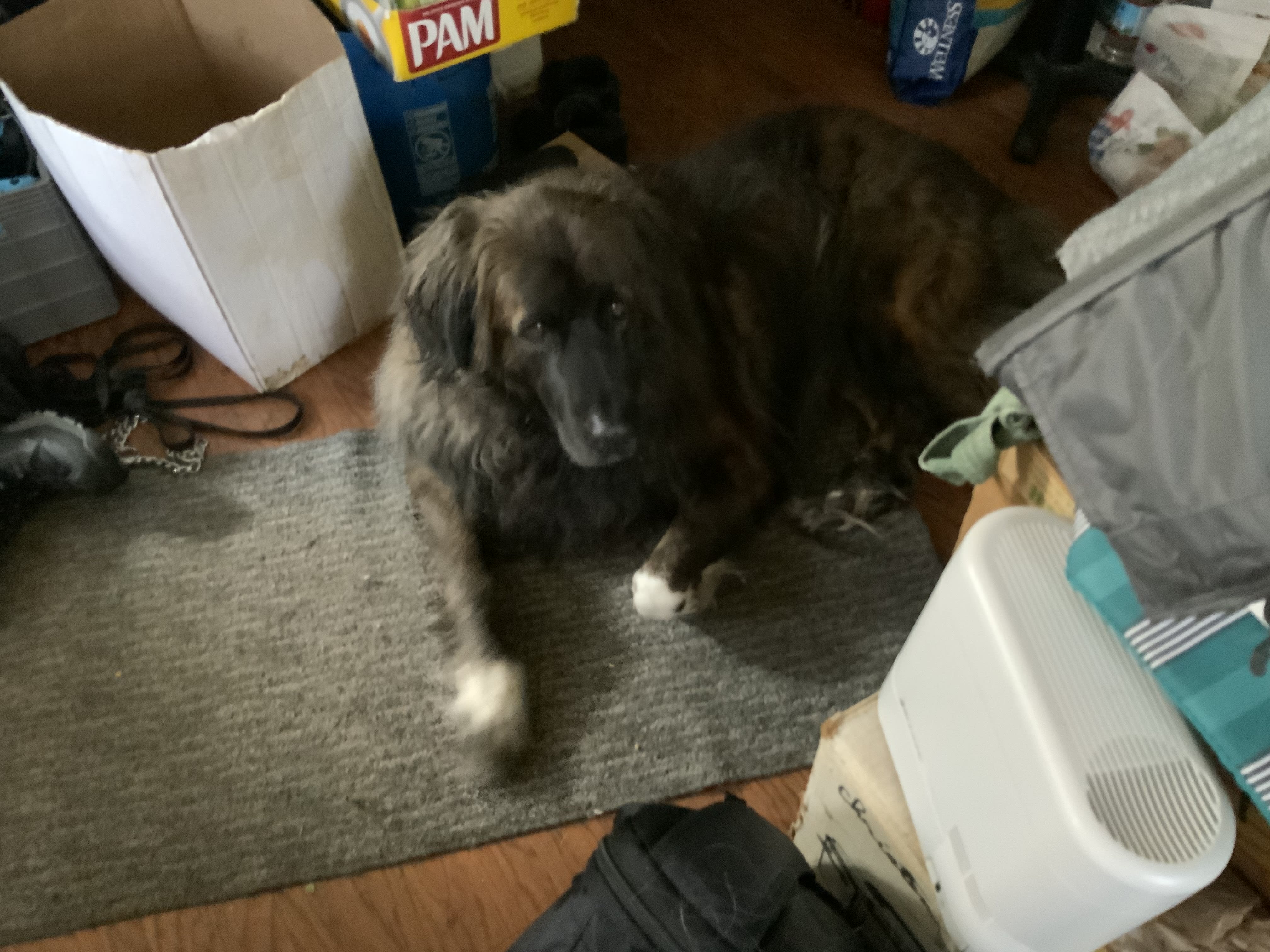 Bear
