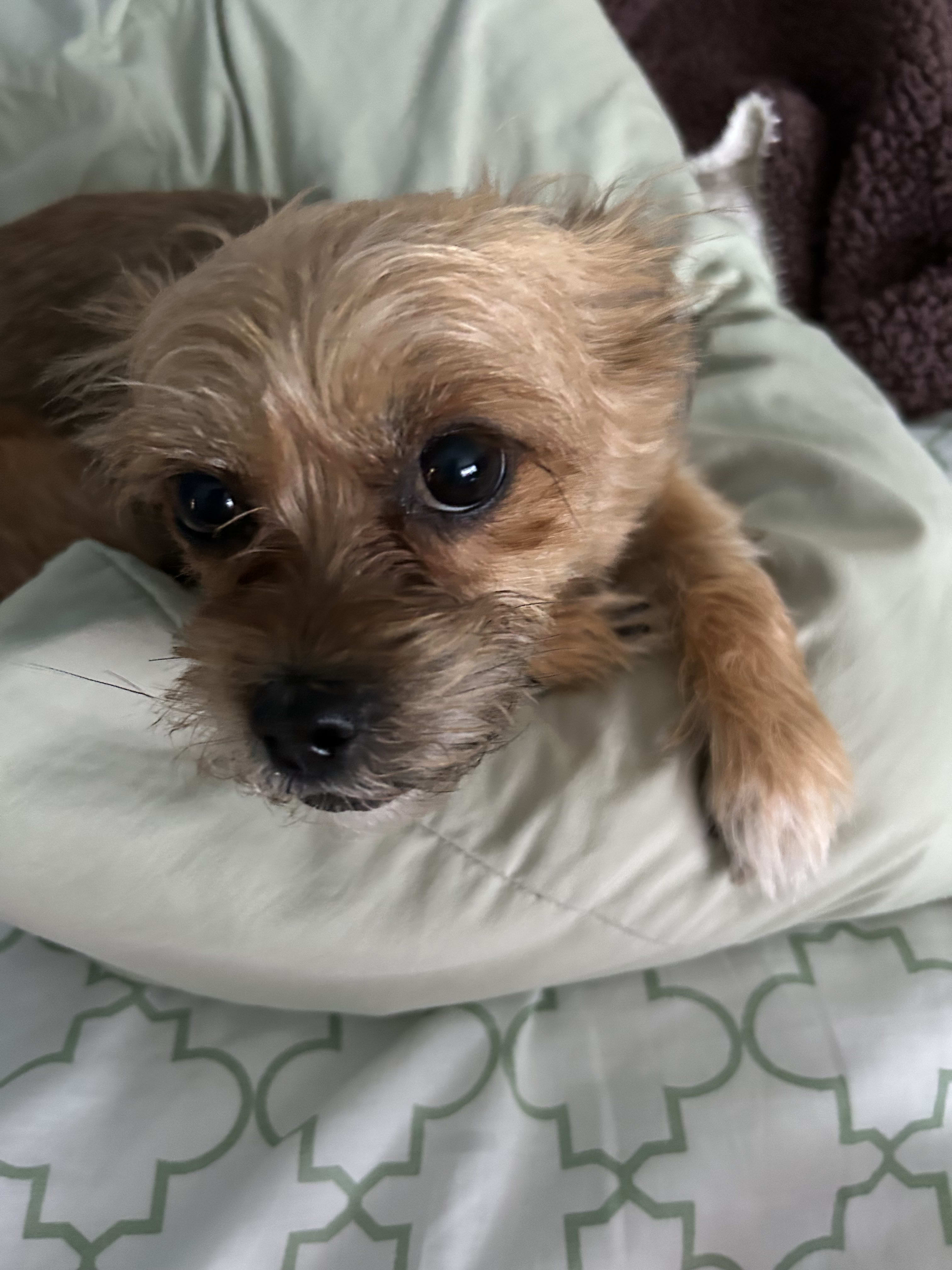 Penny