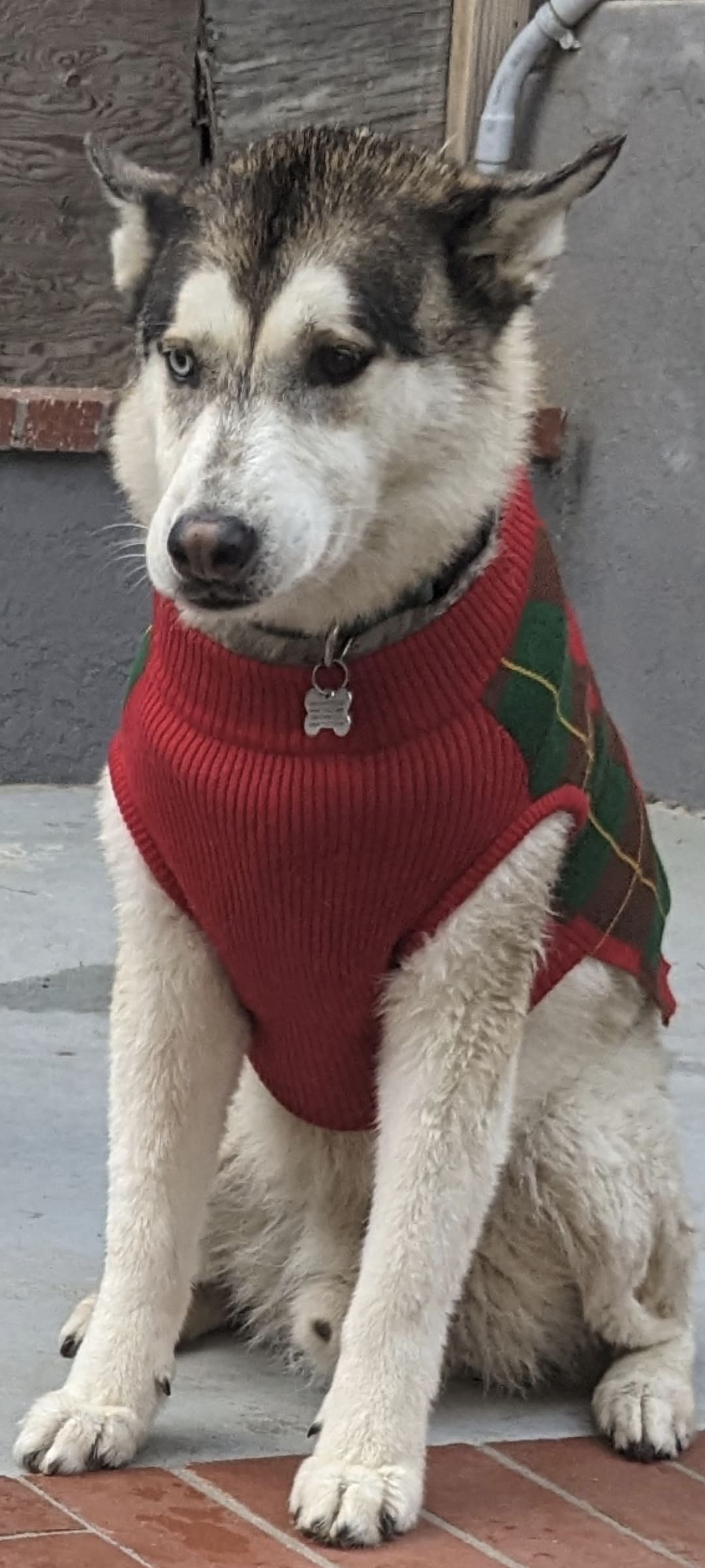 NikkoKobeOlsitaBingo