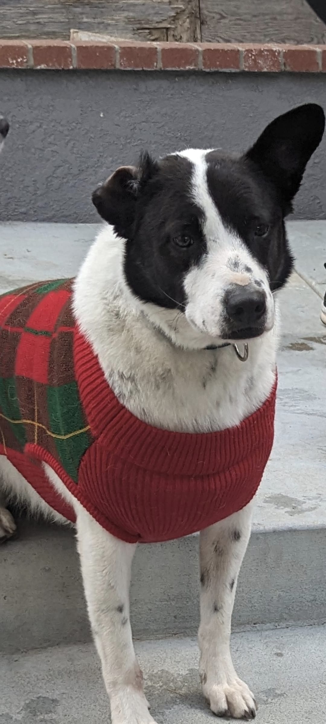 NikkoKobeOlsitaBingo