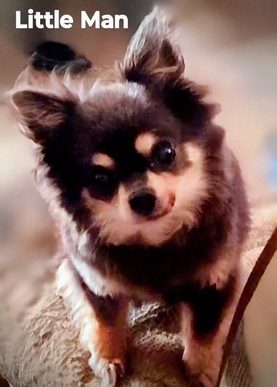 Little Man or Petite Homme Little Man or Petite Homme