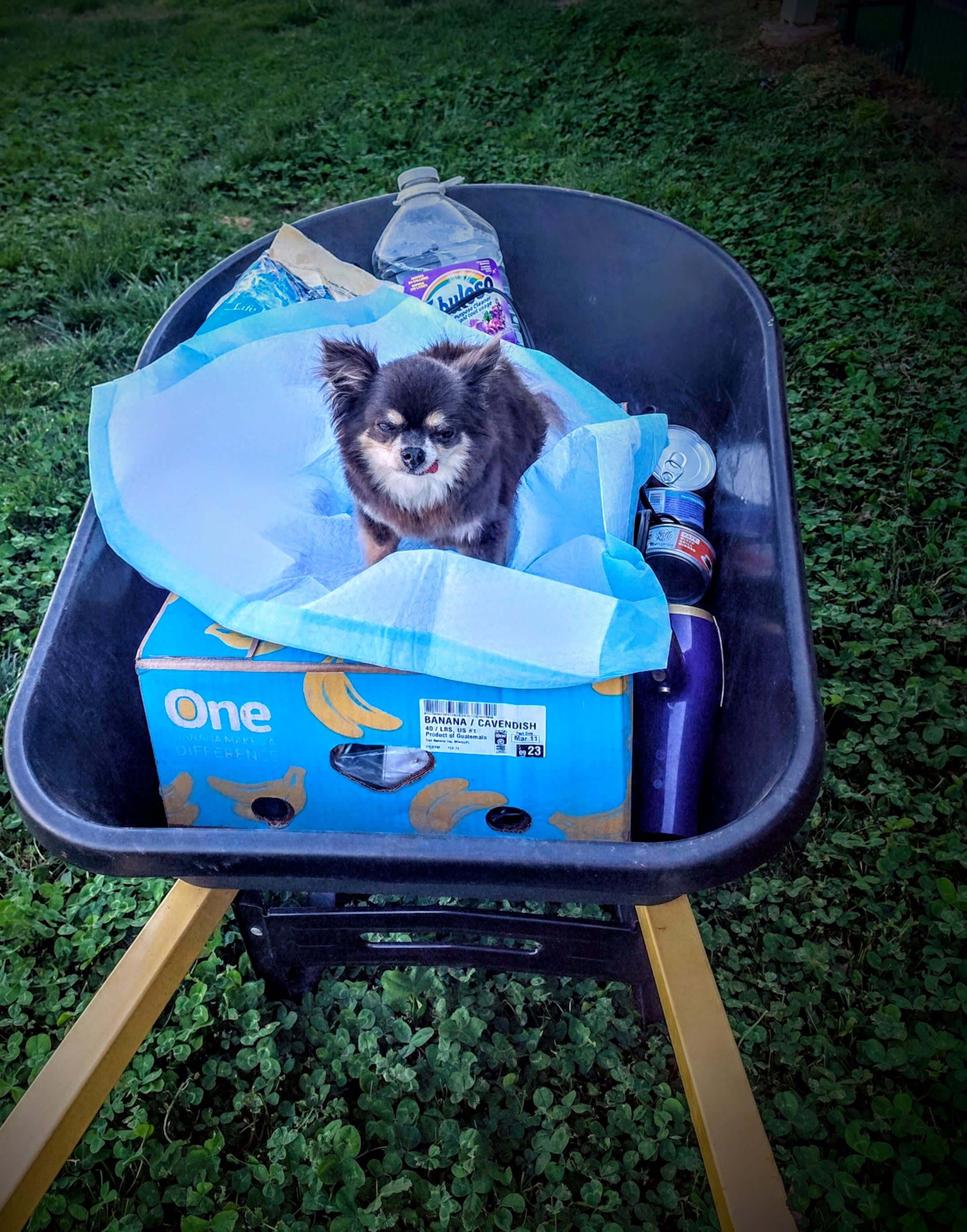 Little Man or Petite Homme Little Man or Petite Homme