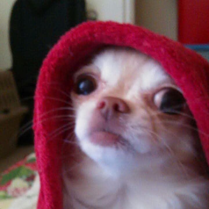 Harley Girl Harley Girl