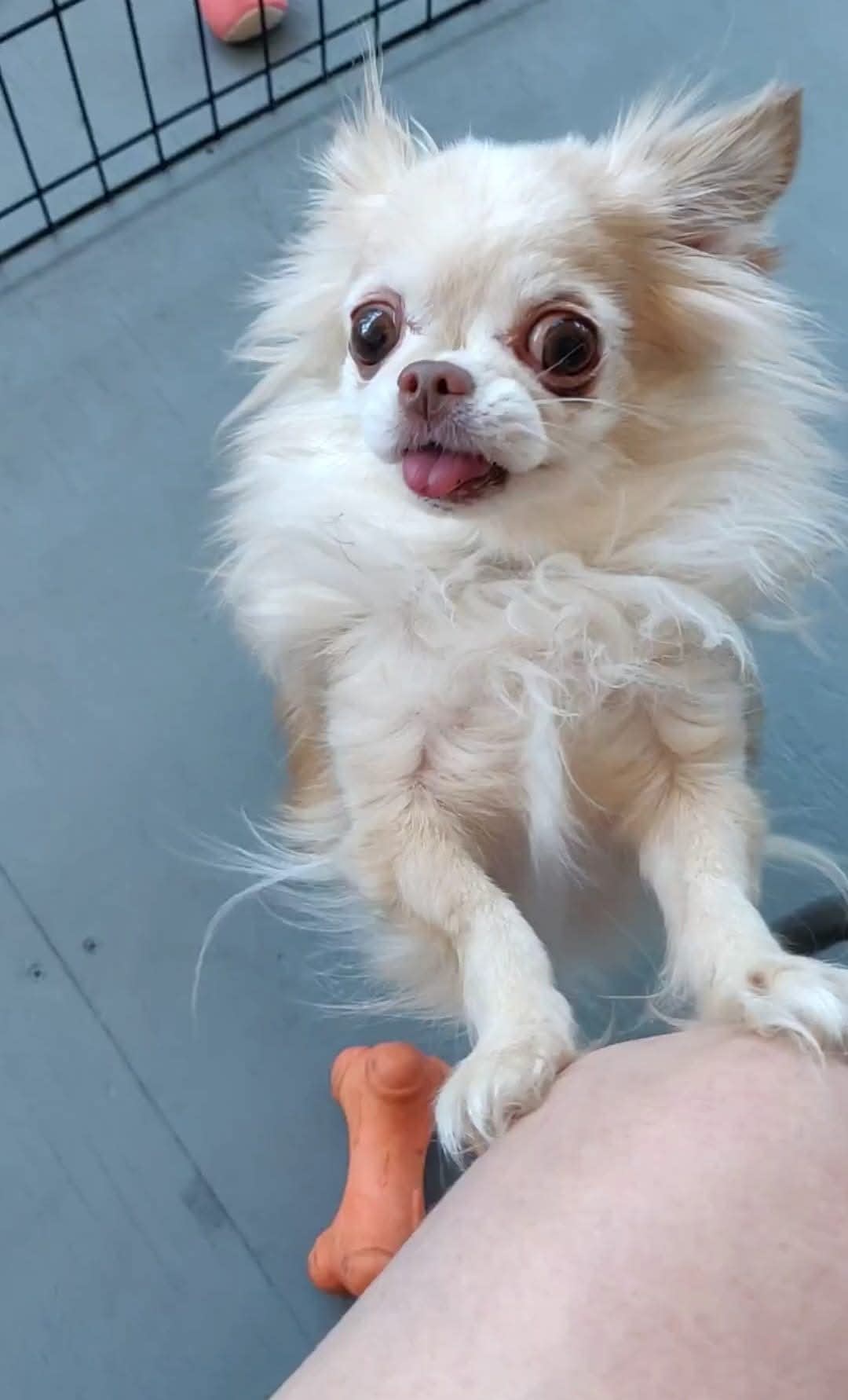 Harley Girl Harley Girl