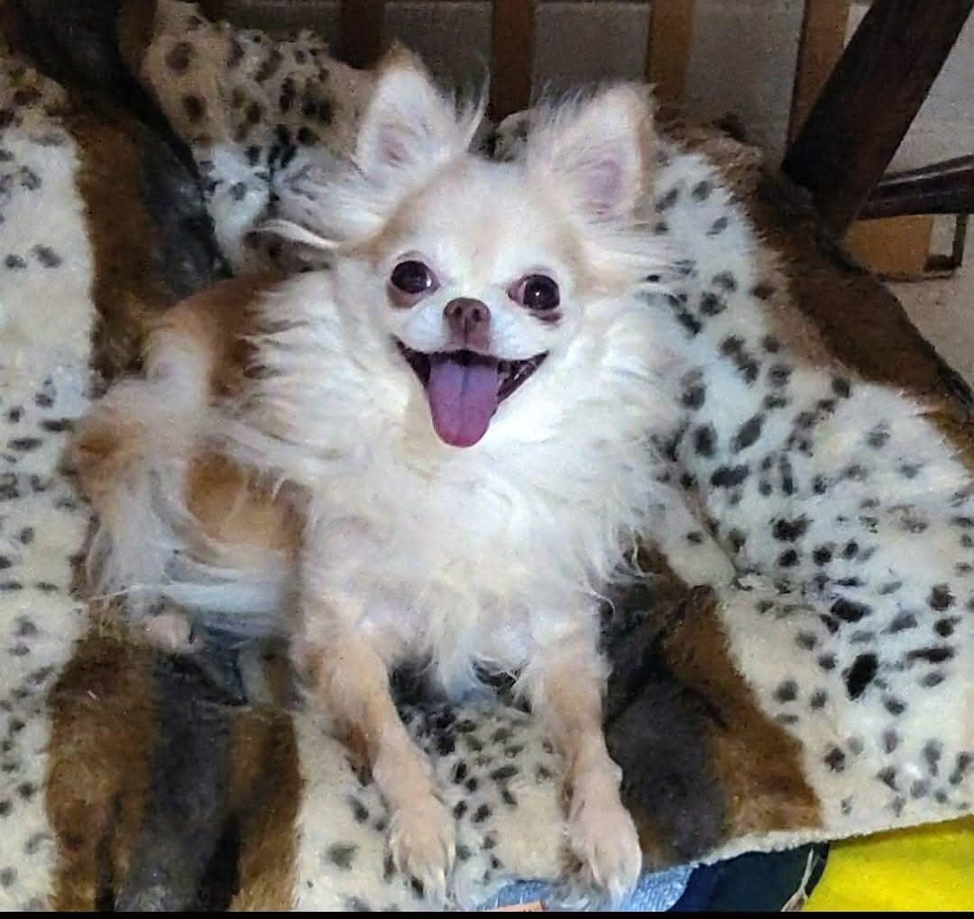 Harley Girl Harley Girl