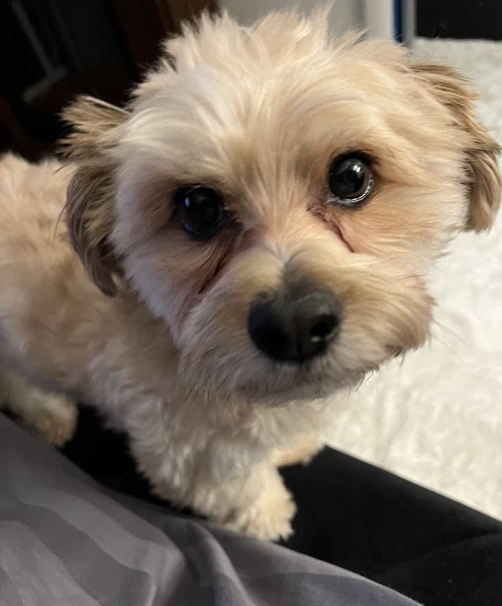 Baxter Busche Baxter Busche