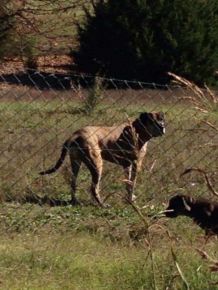 Gadzues Old man was out in the heat very matted from living outside He is now a very happy indoor dog playing like a pup again