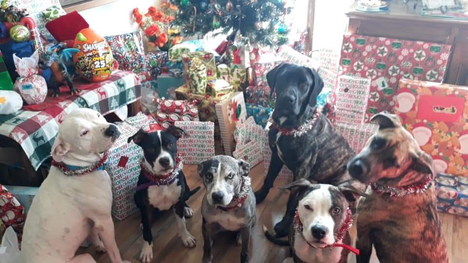 Gadzues Old man was out in the heat very matted from living outside He is now a very happy indoor dog playing like a pup again