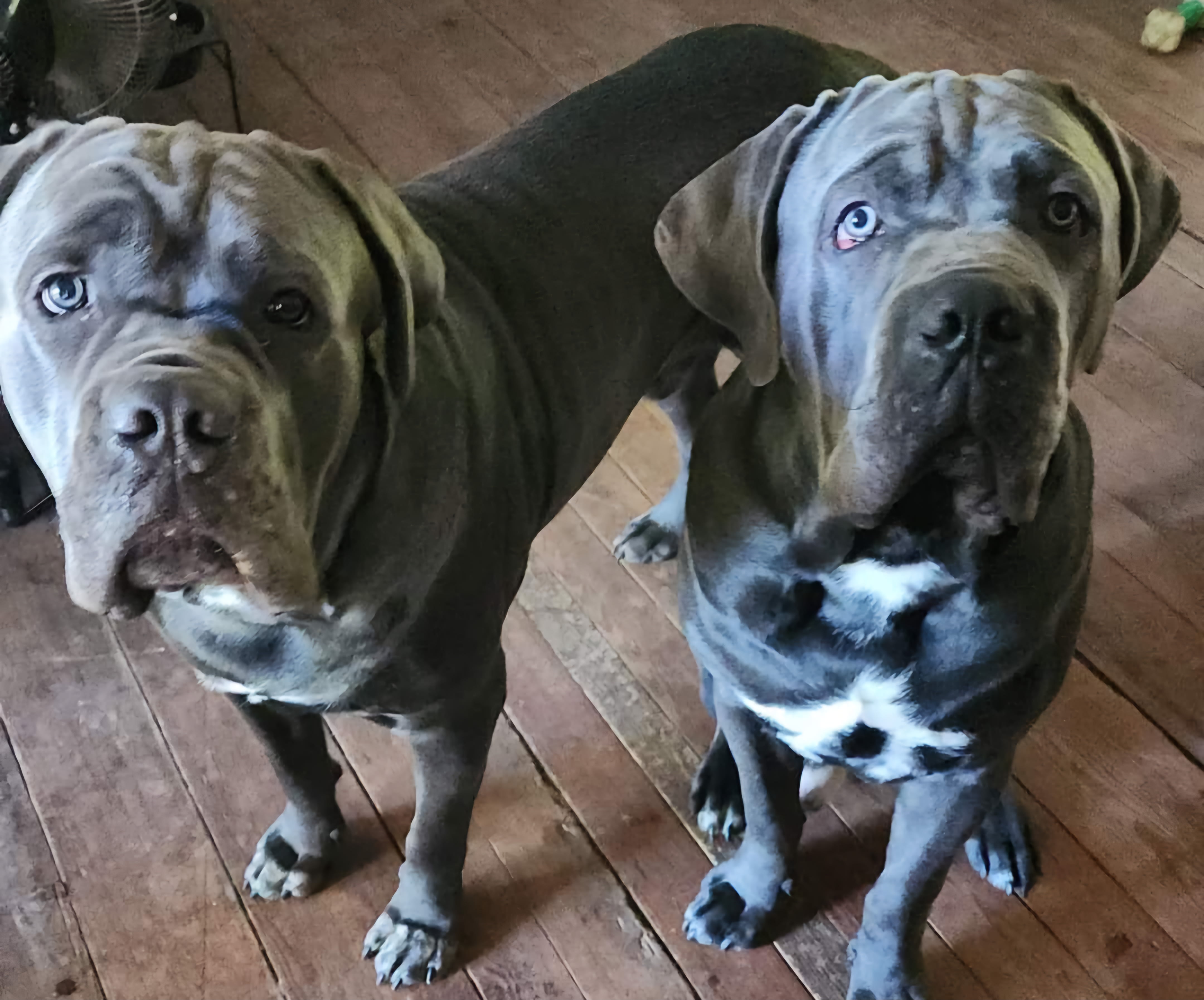 Malakai - Tank - Kreature