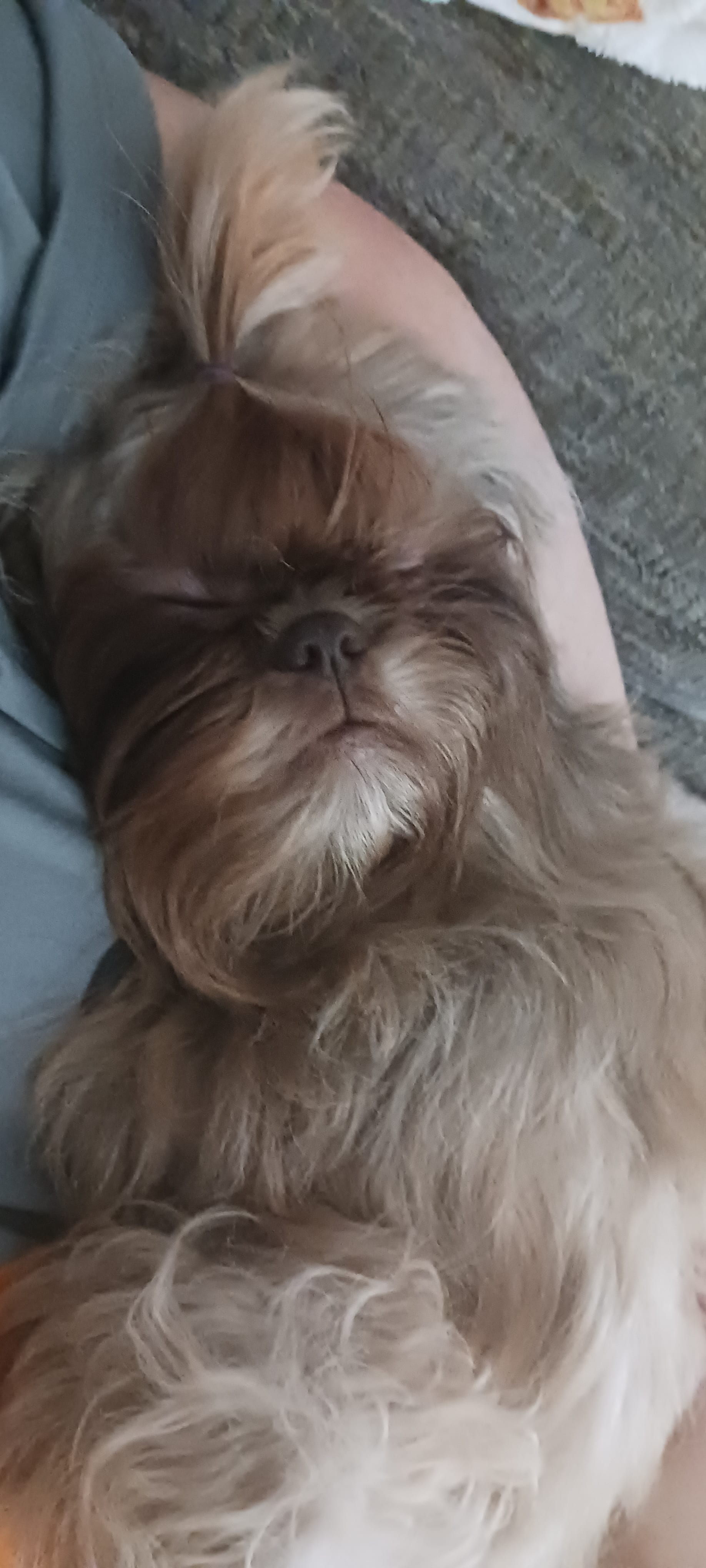 Chewie