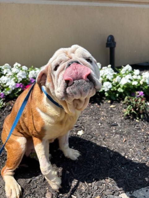 Princess Pudge Princess Pudge