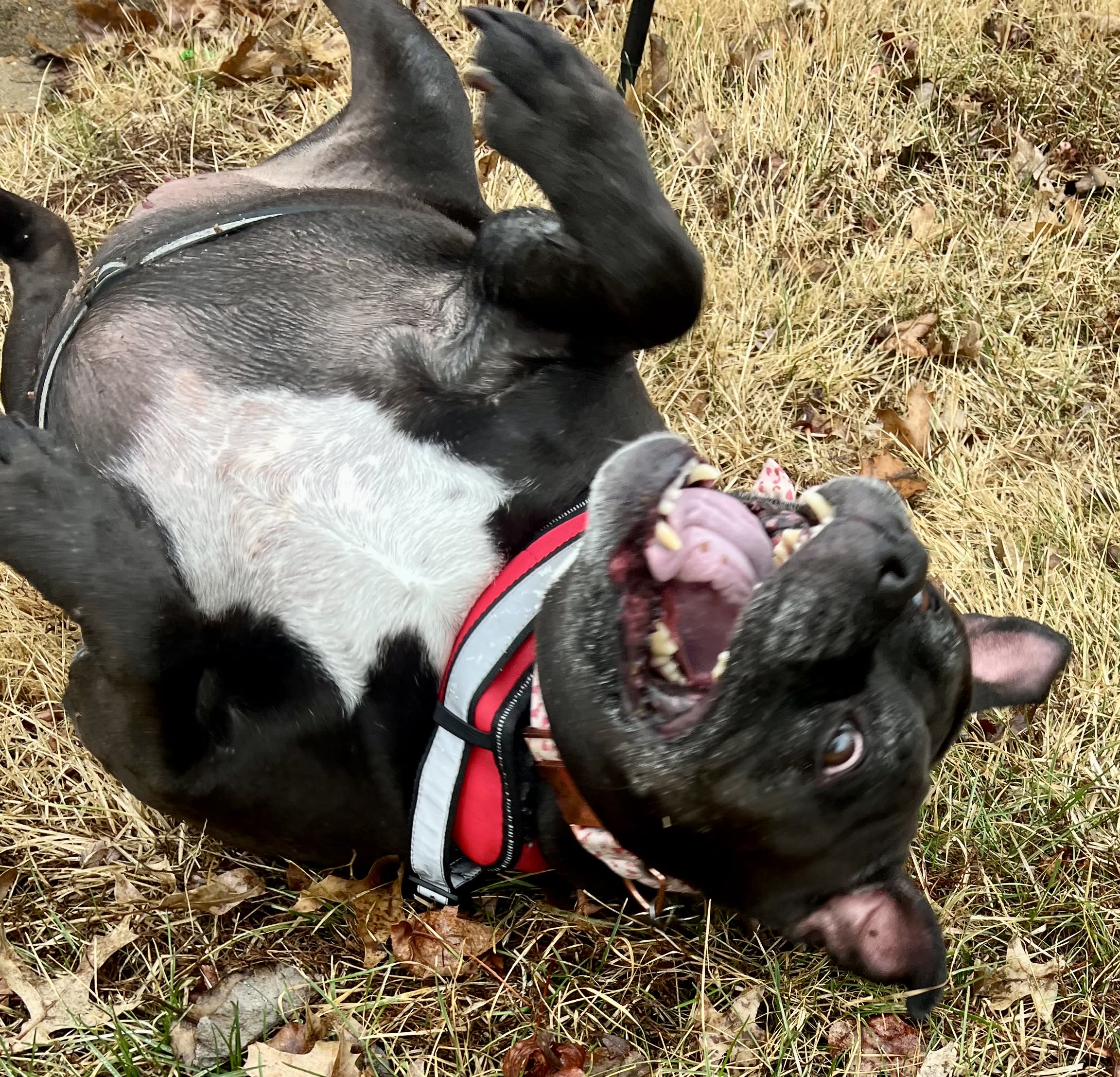 Gracie Rae Gracie Rae