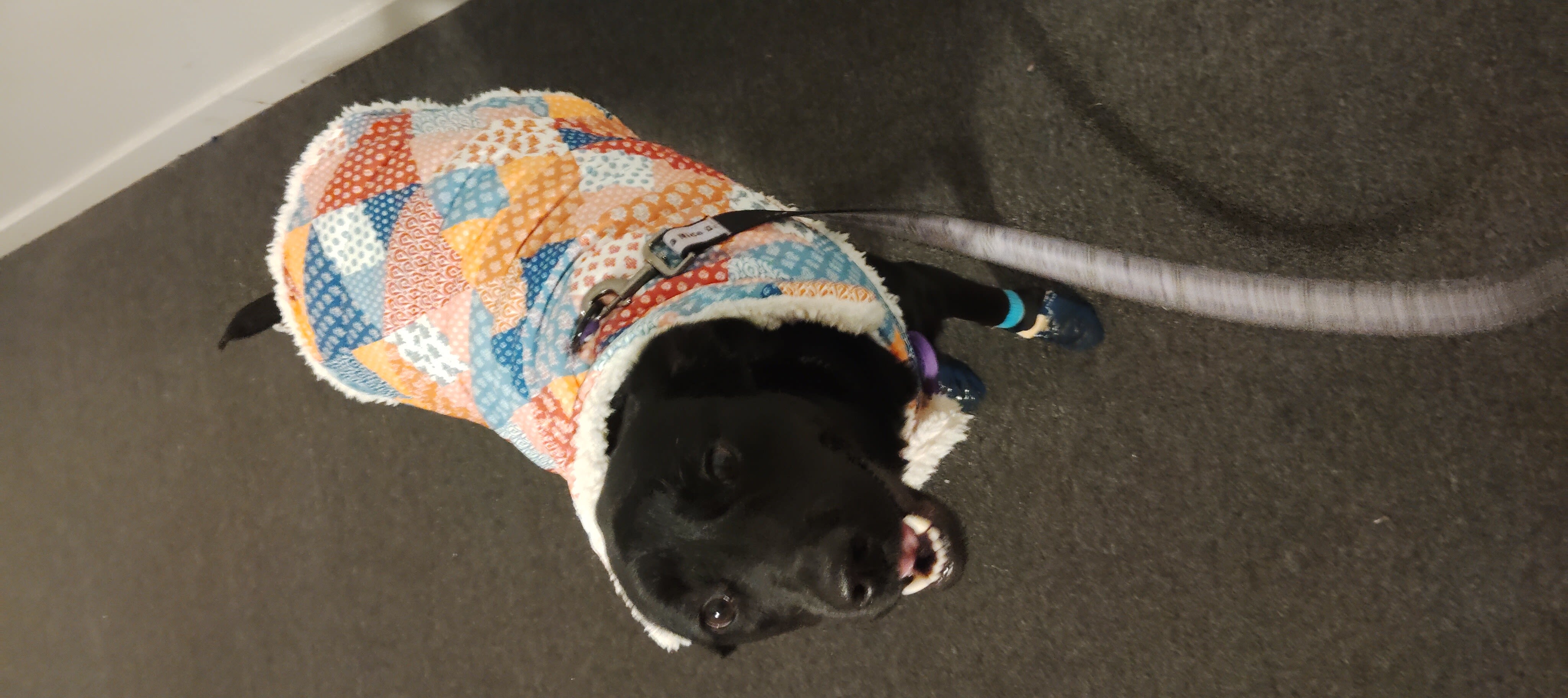 Artemis Muse Artemis Muse