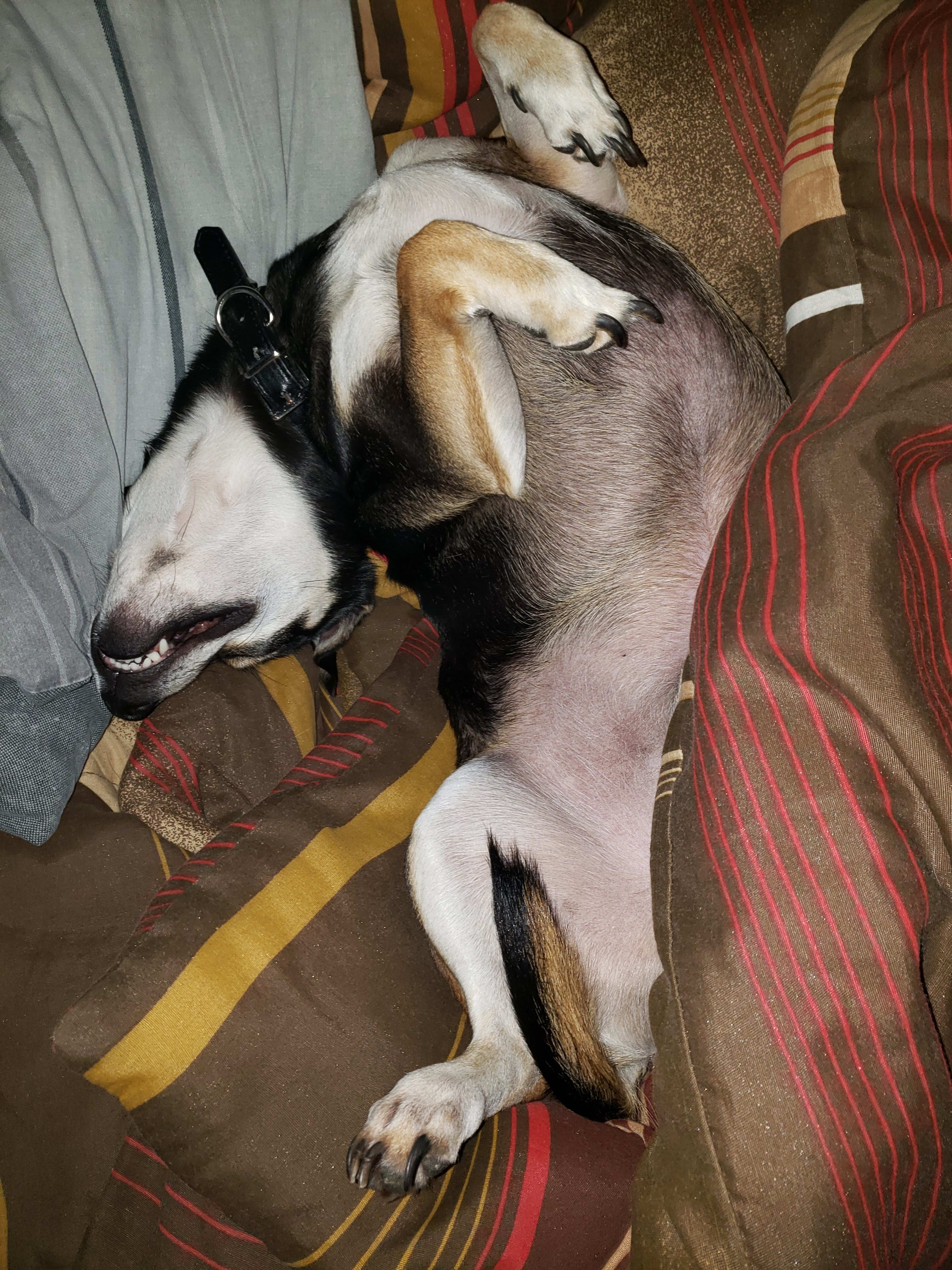 Quincy RIP Quincy RIP