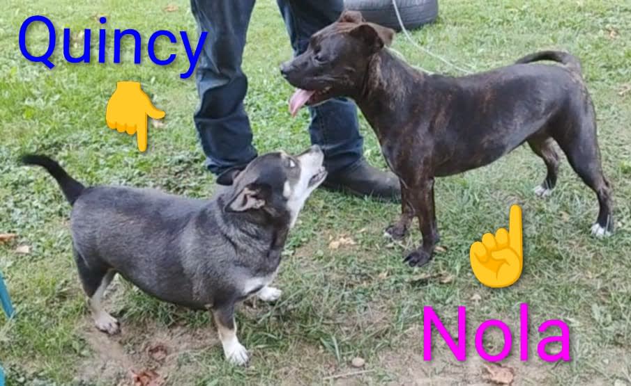 Quincy RIP Quincy RIP