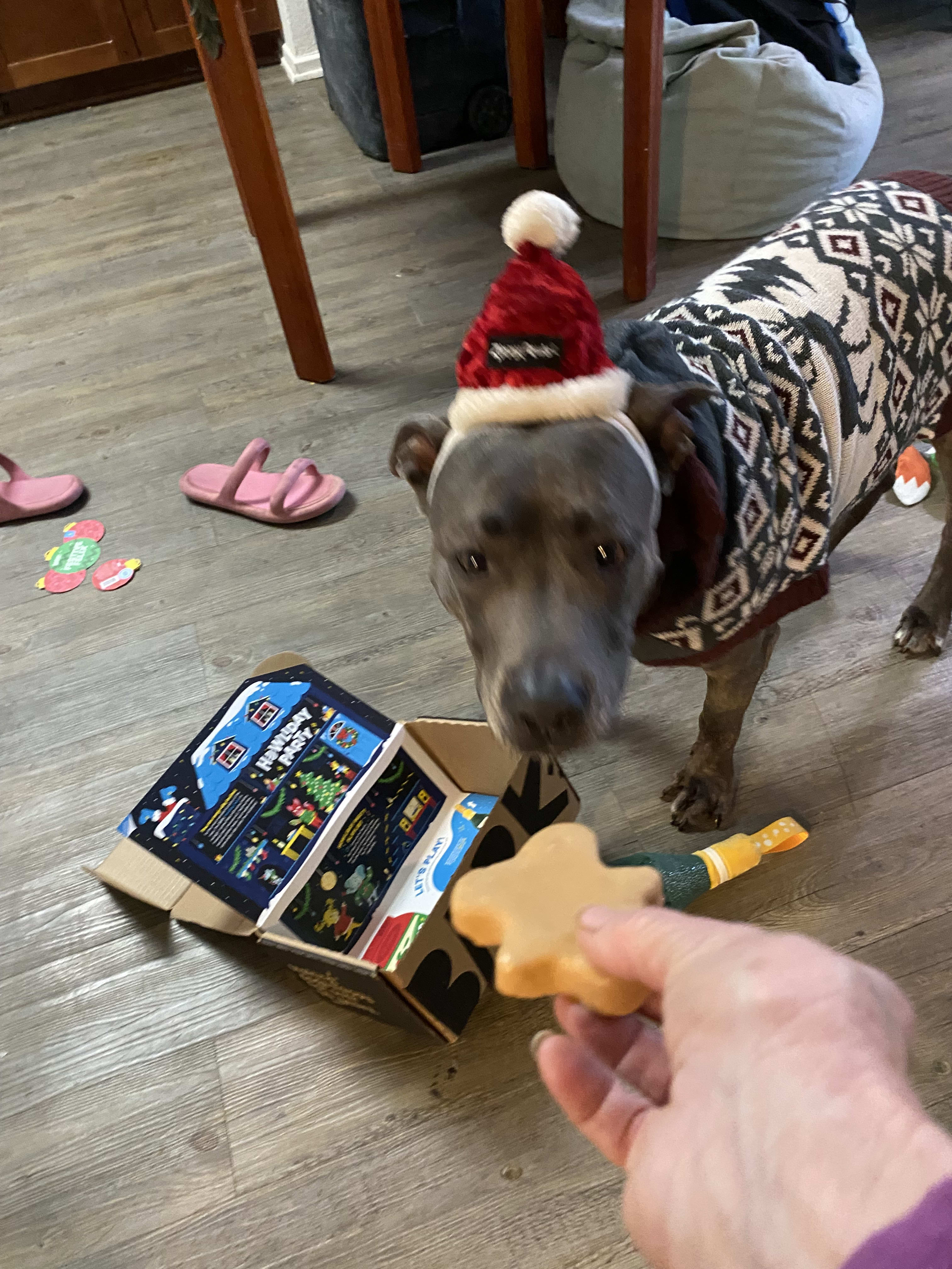 Skylar Begonia Skylar Begonia