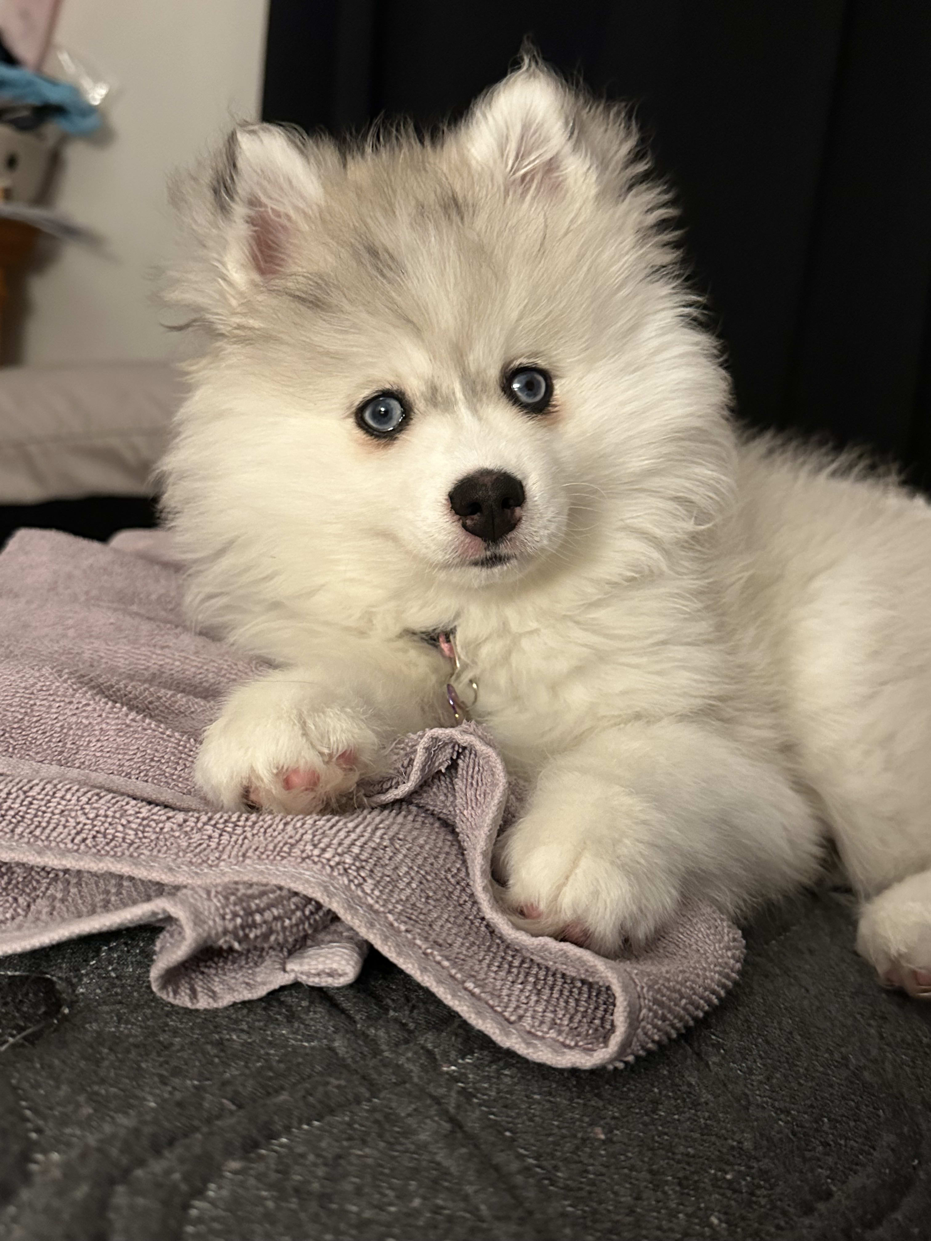 Kolani Lou Kolani Lou