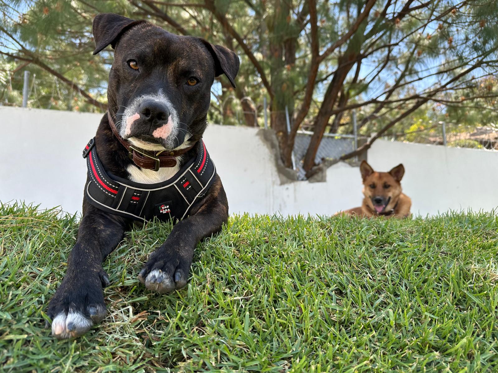 Vito y Tony Vito y Tony