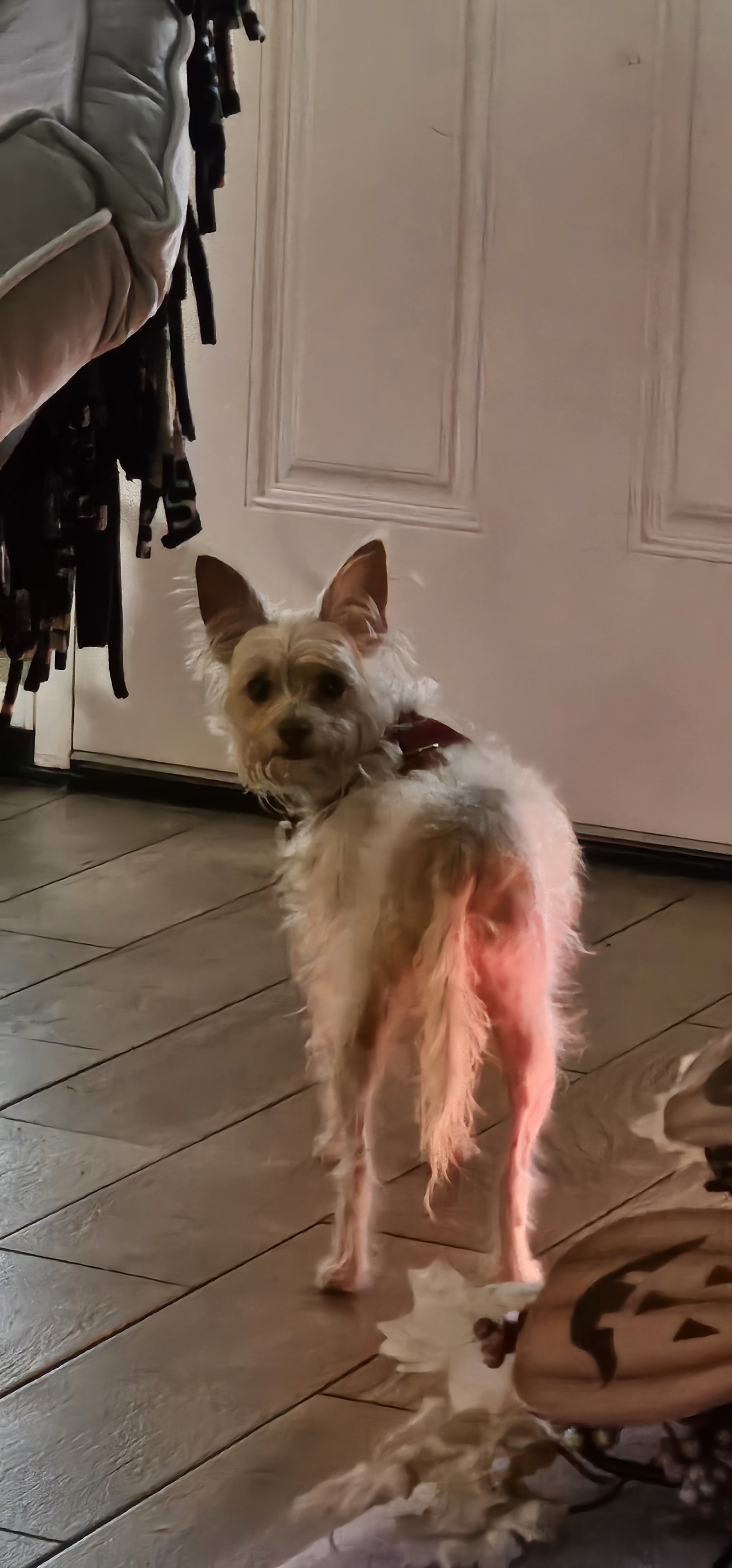 BD short for brown dog