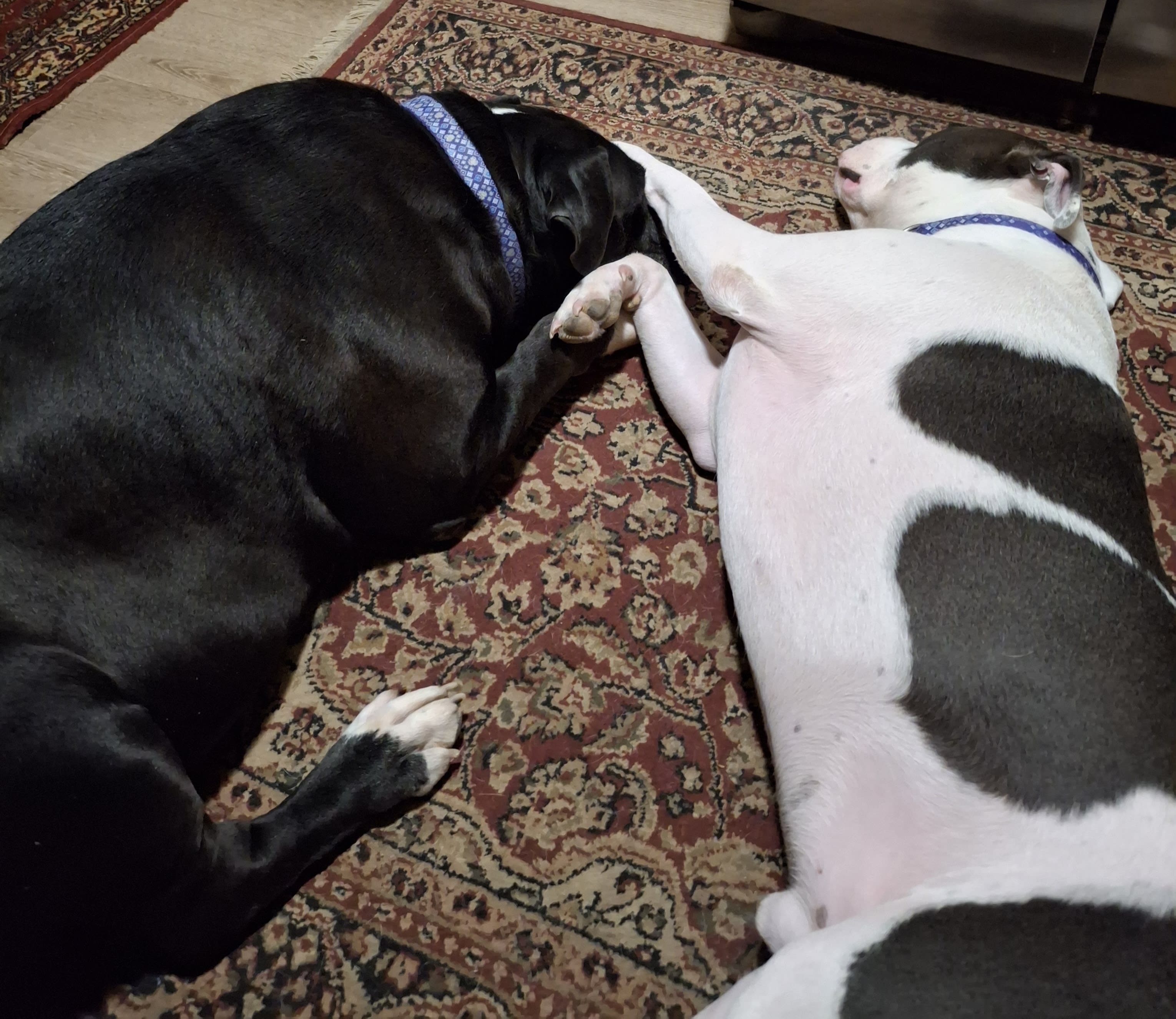 Obie Davey and Chuie